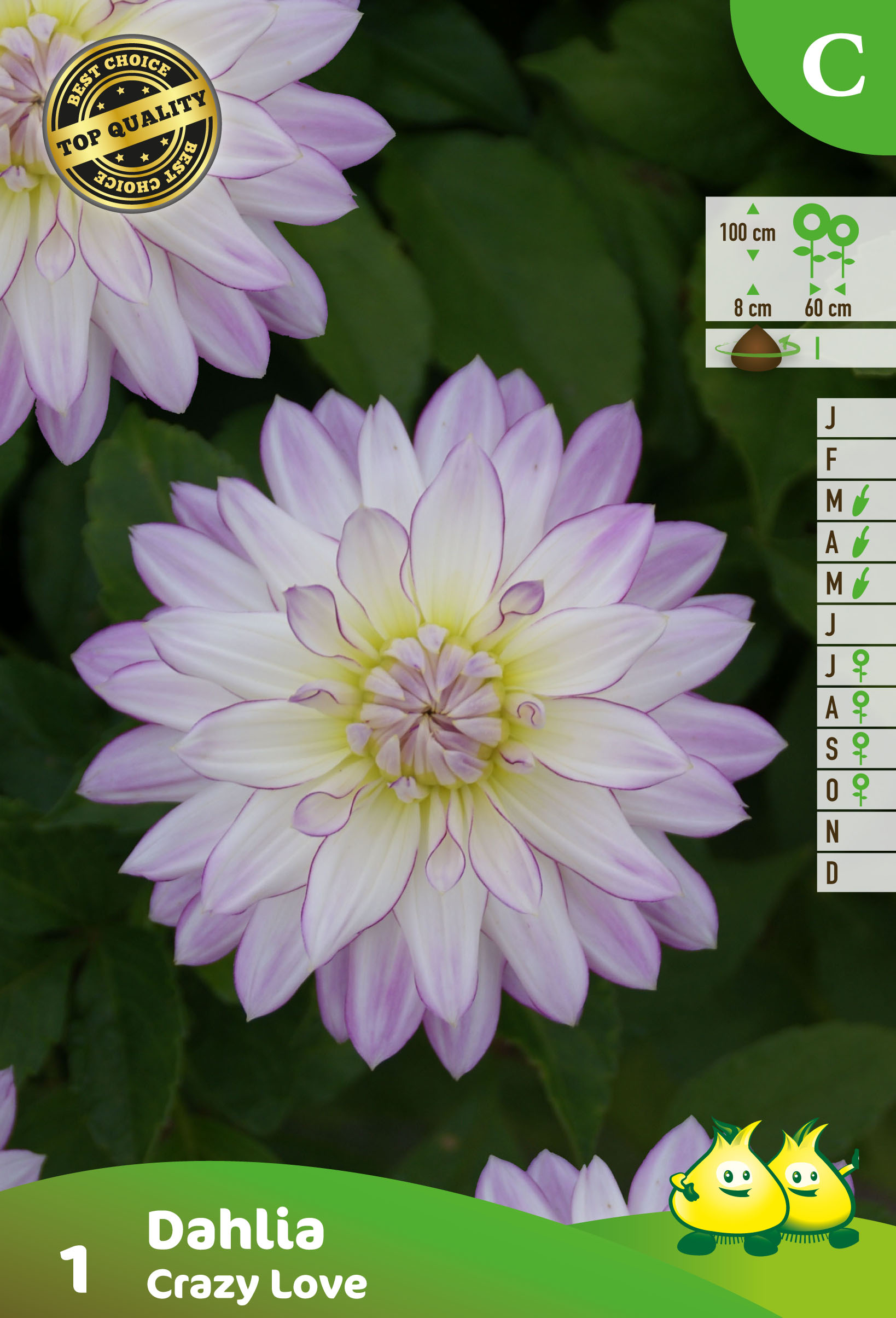ZAKJES DECORATIEF DAHLIA CRAZY LOVE