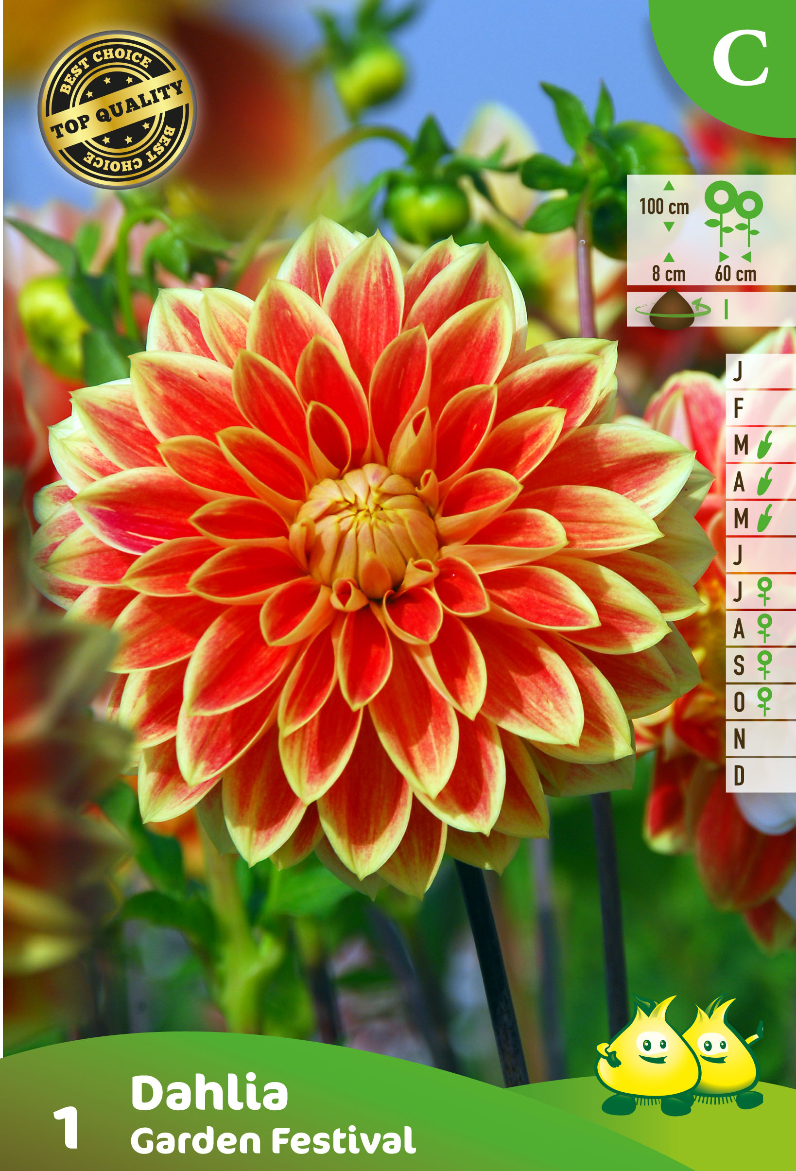 SACHET DECORATIVE DAHLIA GARDEN FESTIVAL