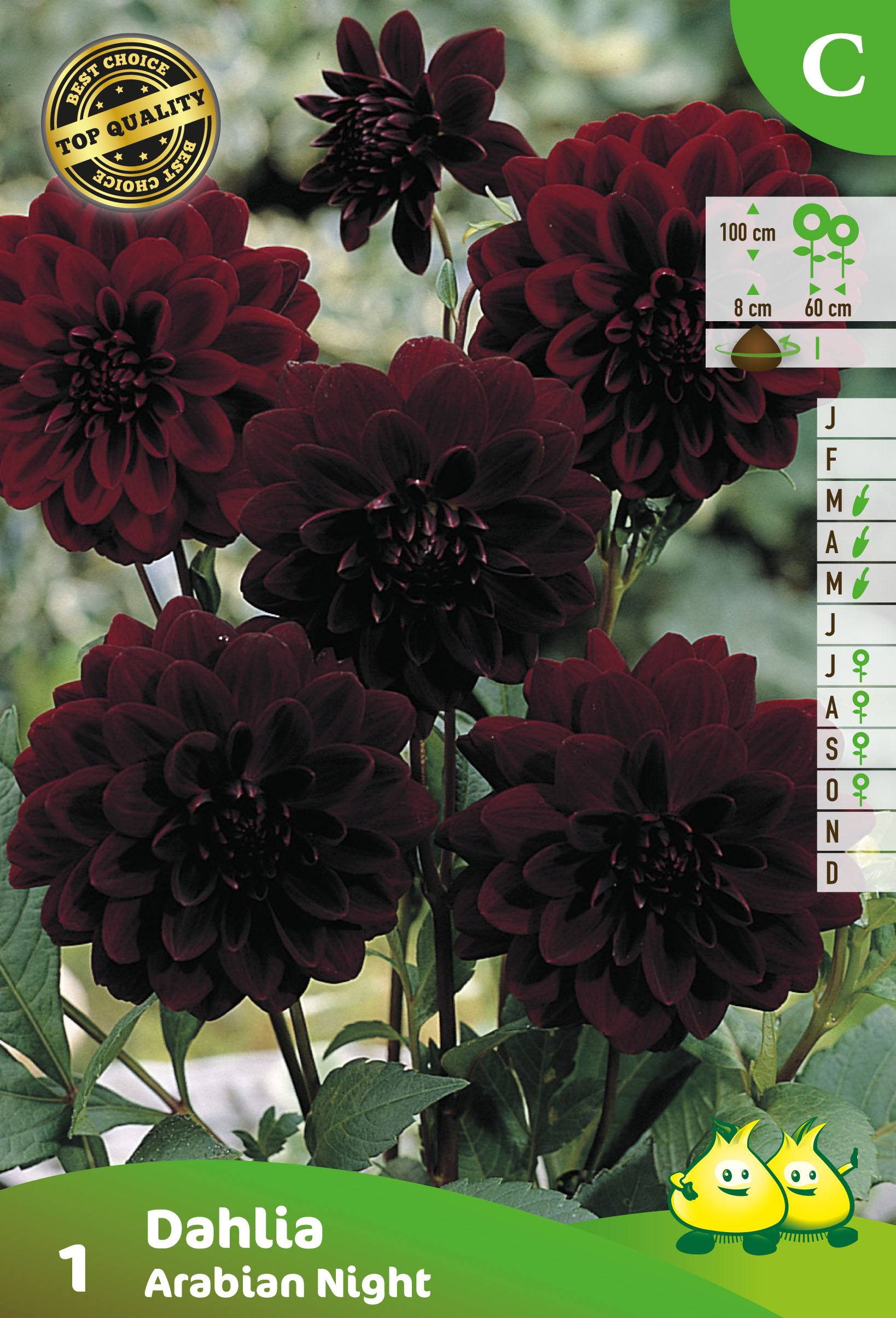 SACHET DECORATIVE DAHLIA ARABIAN NIGHT