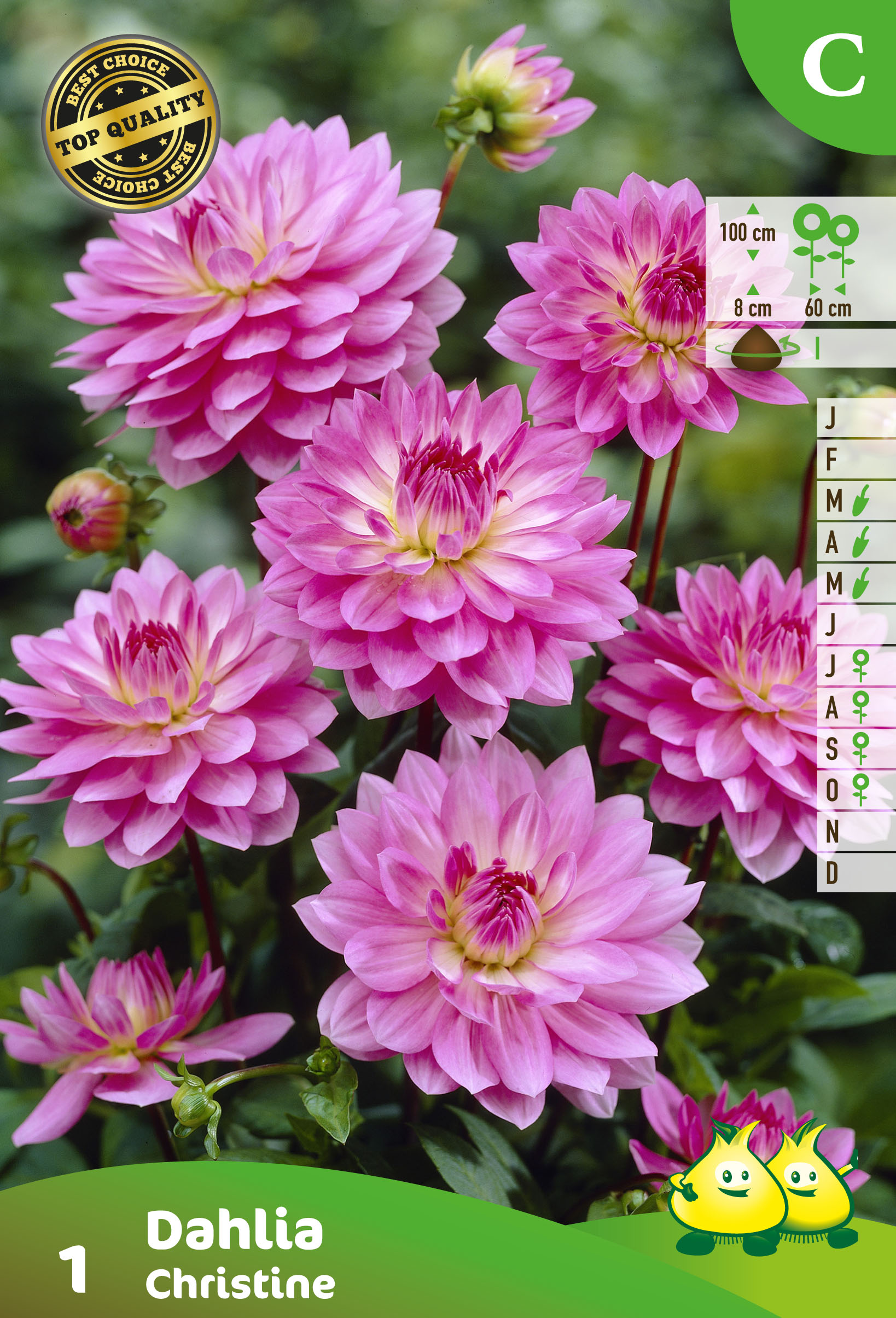 SACHET DECORATIVE DAHLIA CHRISTINE