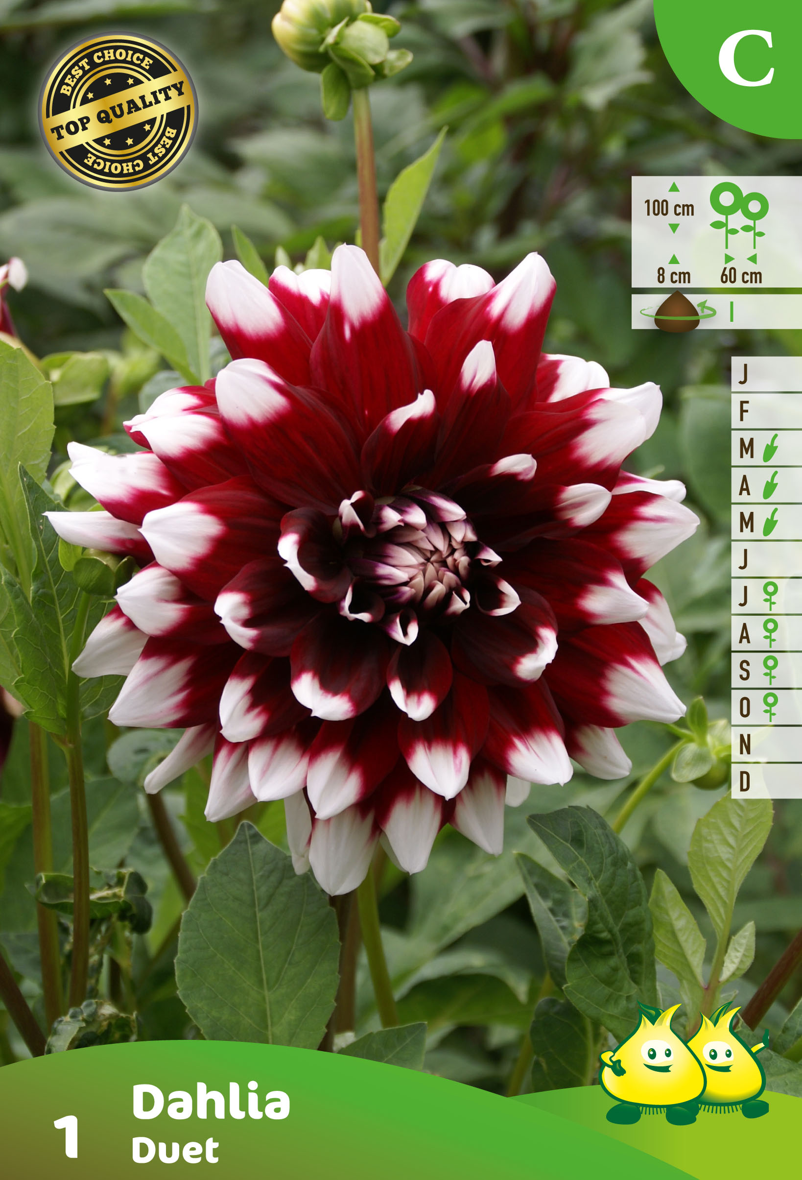 SACHET DECORATIVE DAHLIA DUET A