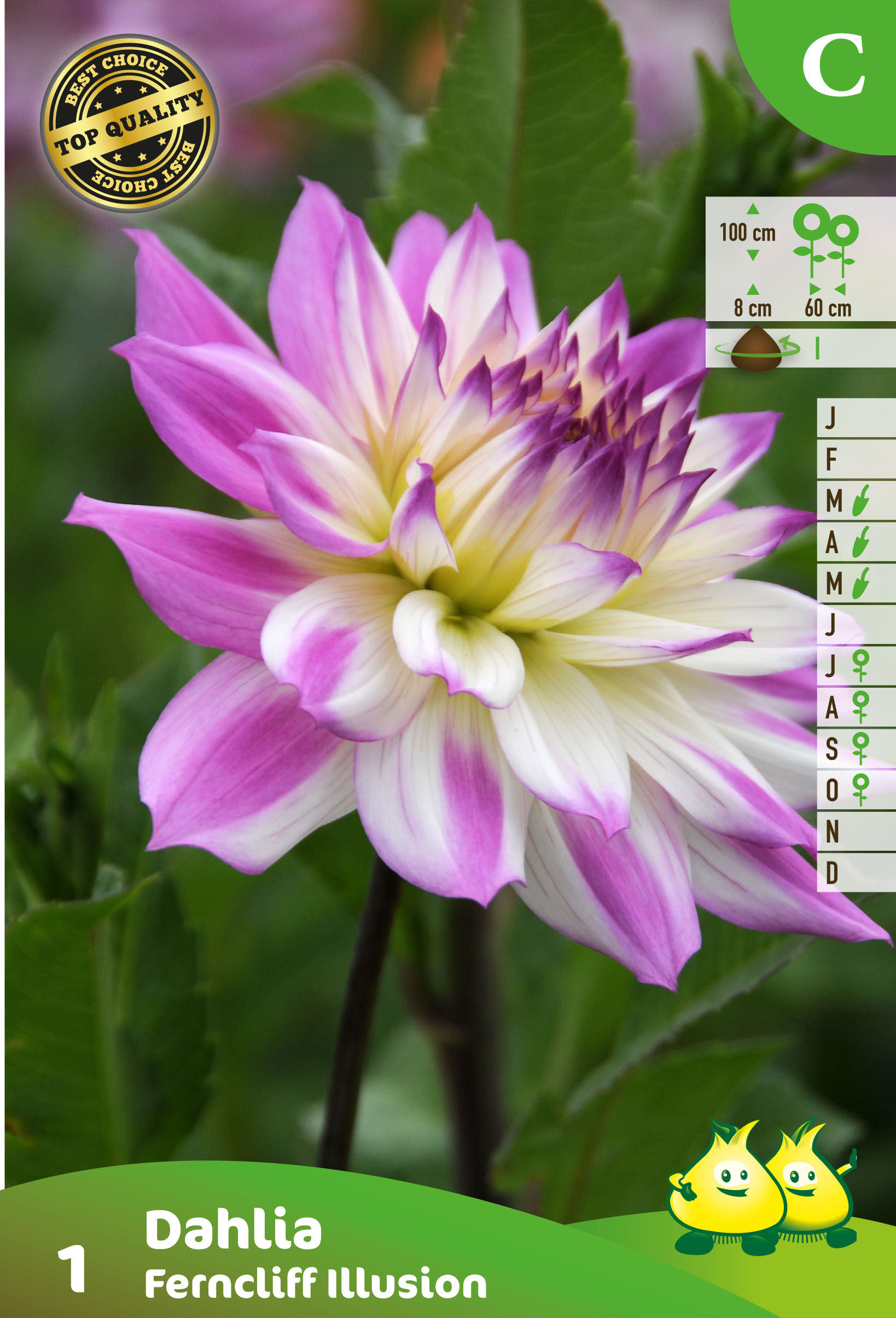 ZAKJES DAHLIA FERNCLIFF ILLUSION