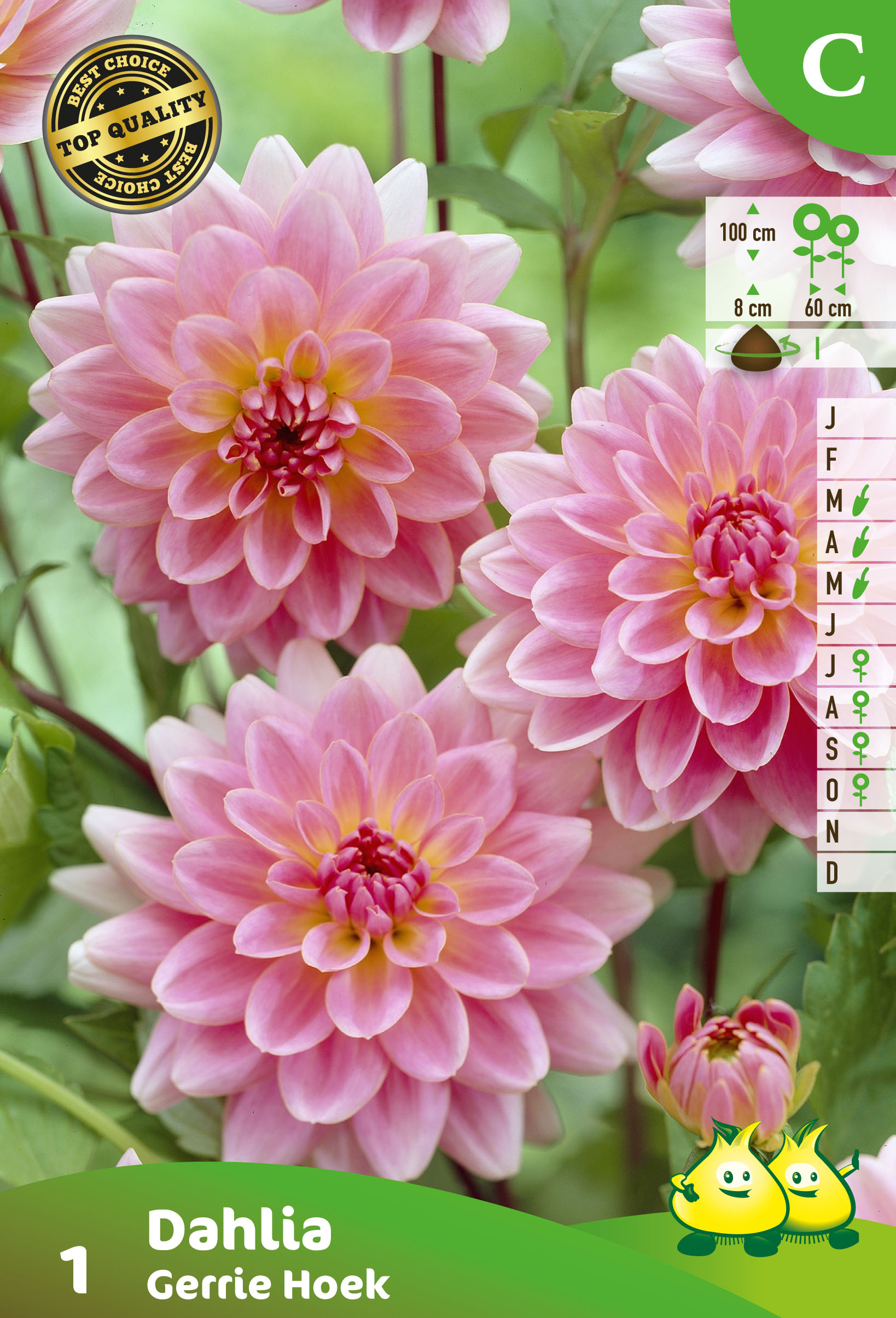 SACHET DECORATIVE DAHLIA GERRIE HOEK
