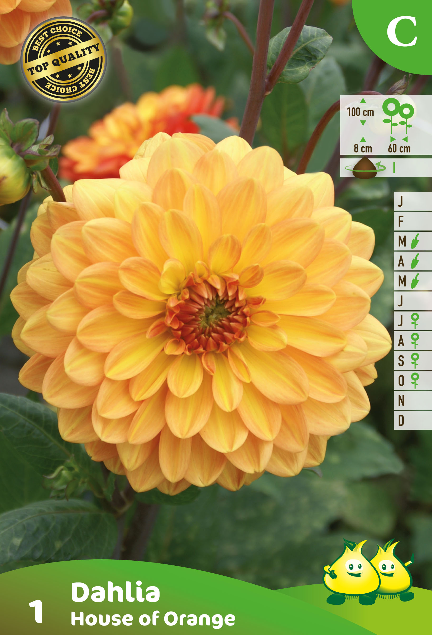 ZAKJES DECORATIEF DAHLIA HOUSE OF ORANGE