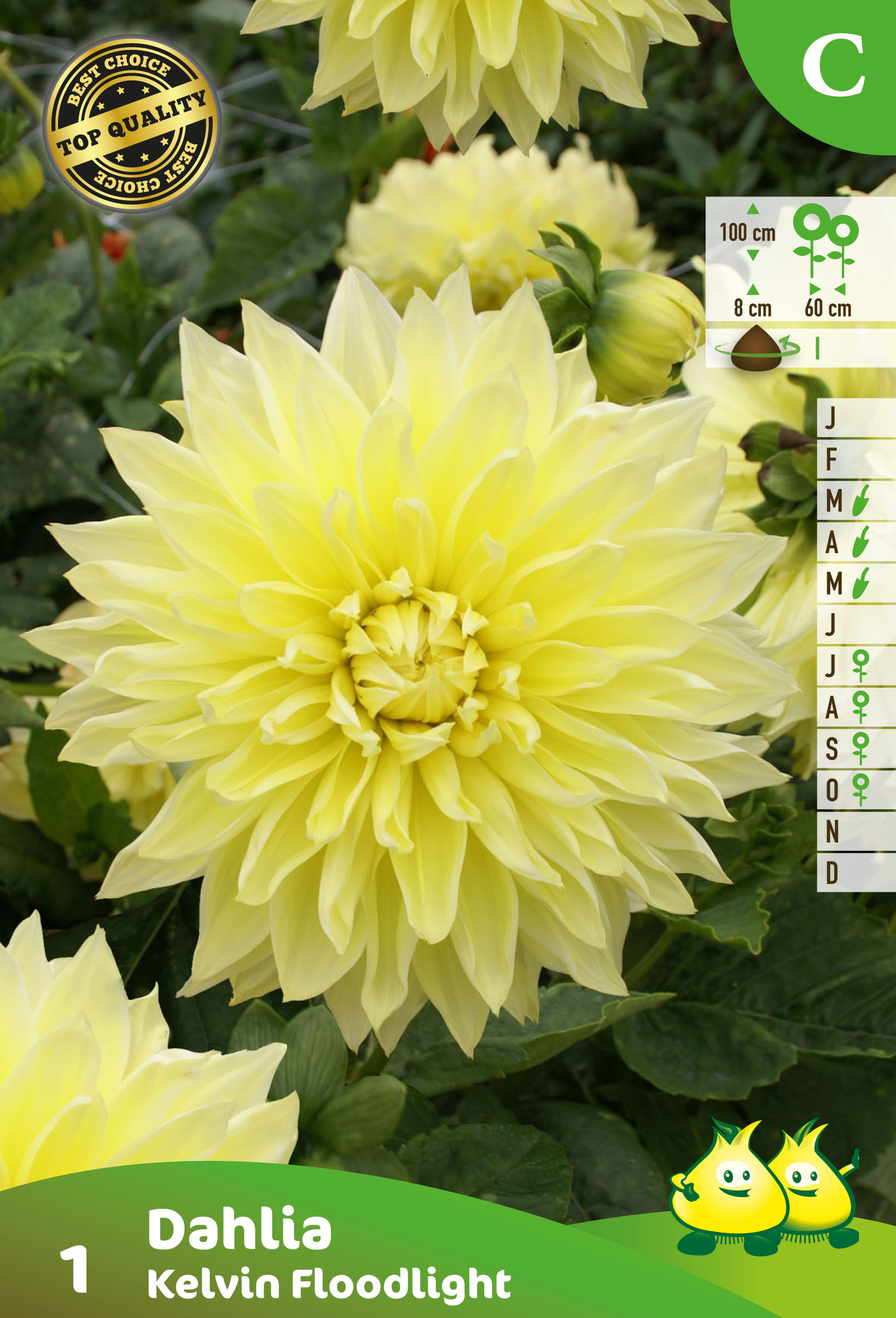 SACHET DECORATIVE DAHLIA KELVIN FLOODLIGHT 