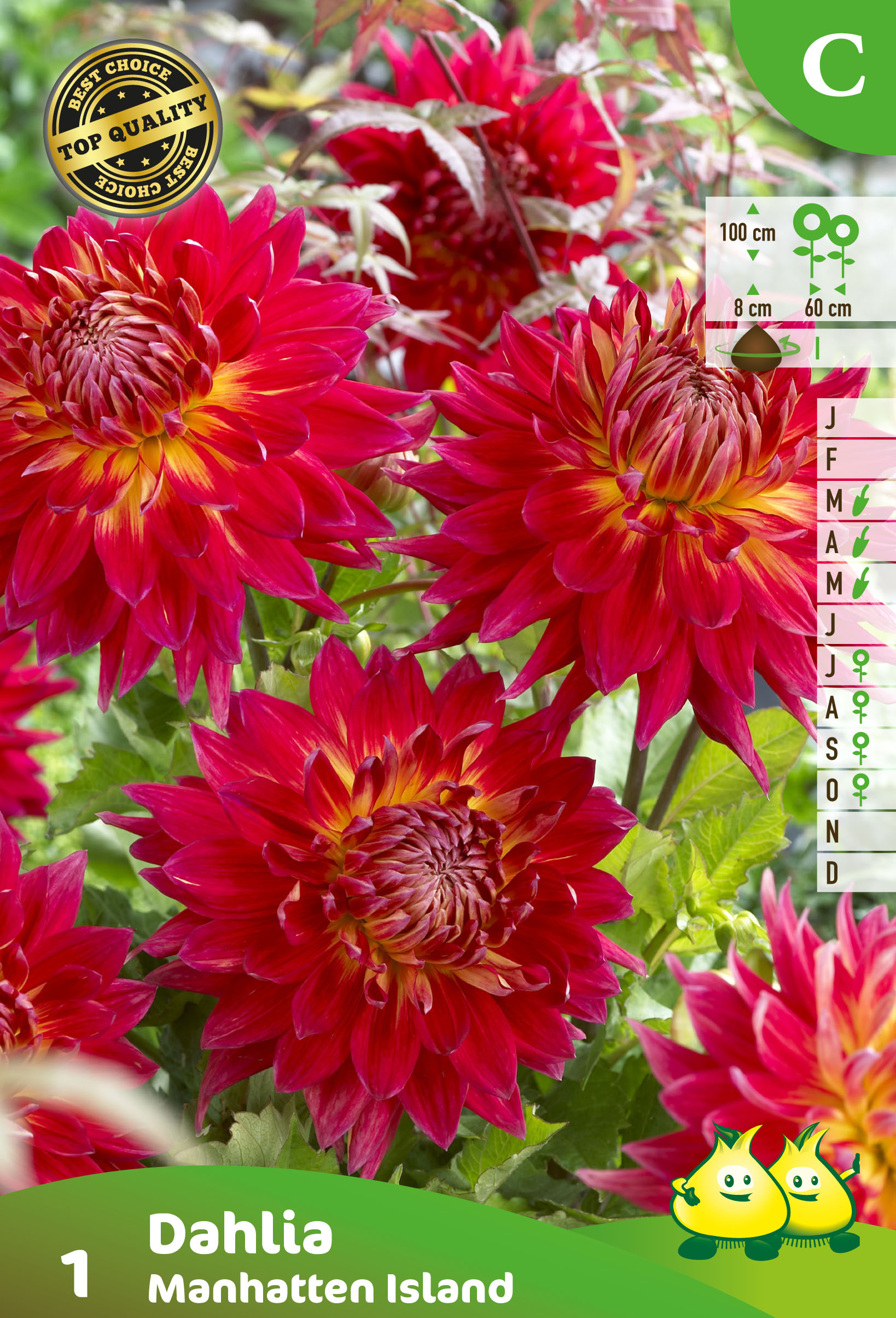 ZAKJES DECORATIEF DAHLIA MANHATTAN ISLAND