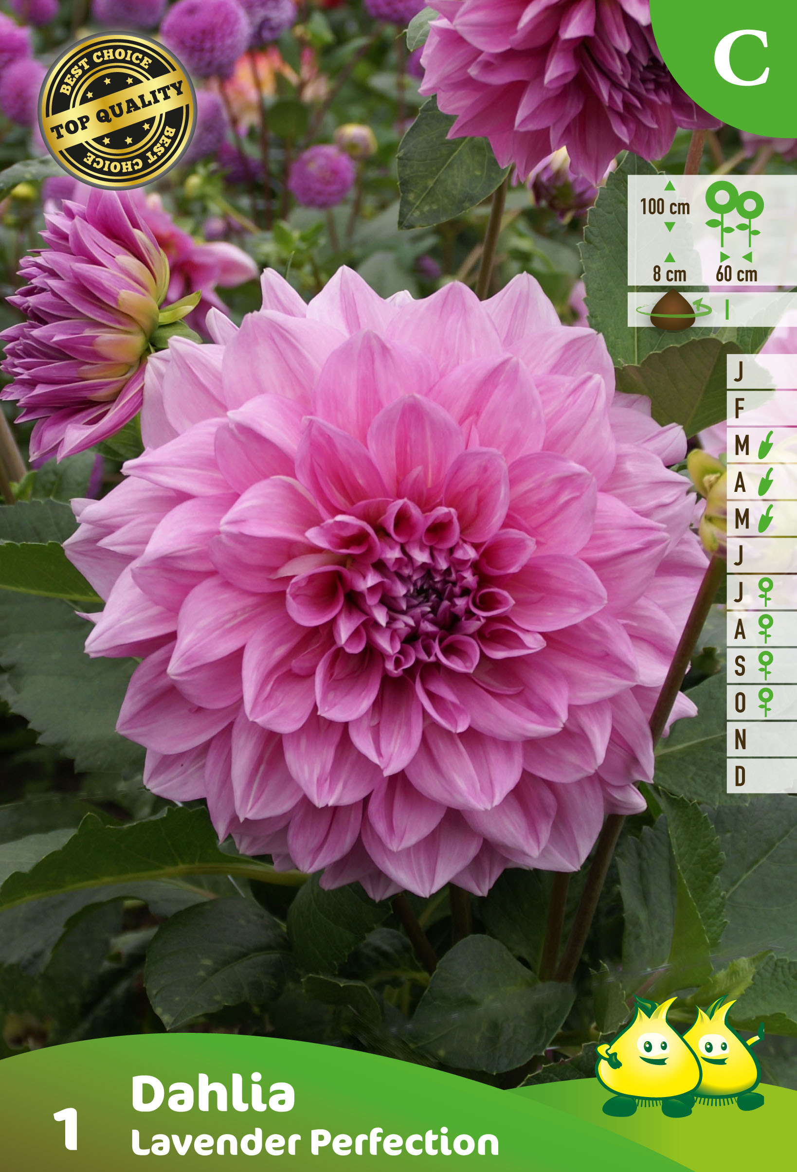 SACHET DECORATIVE DAHLIA LAVENDER PERFECTION
