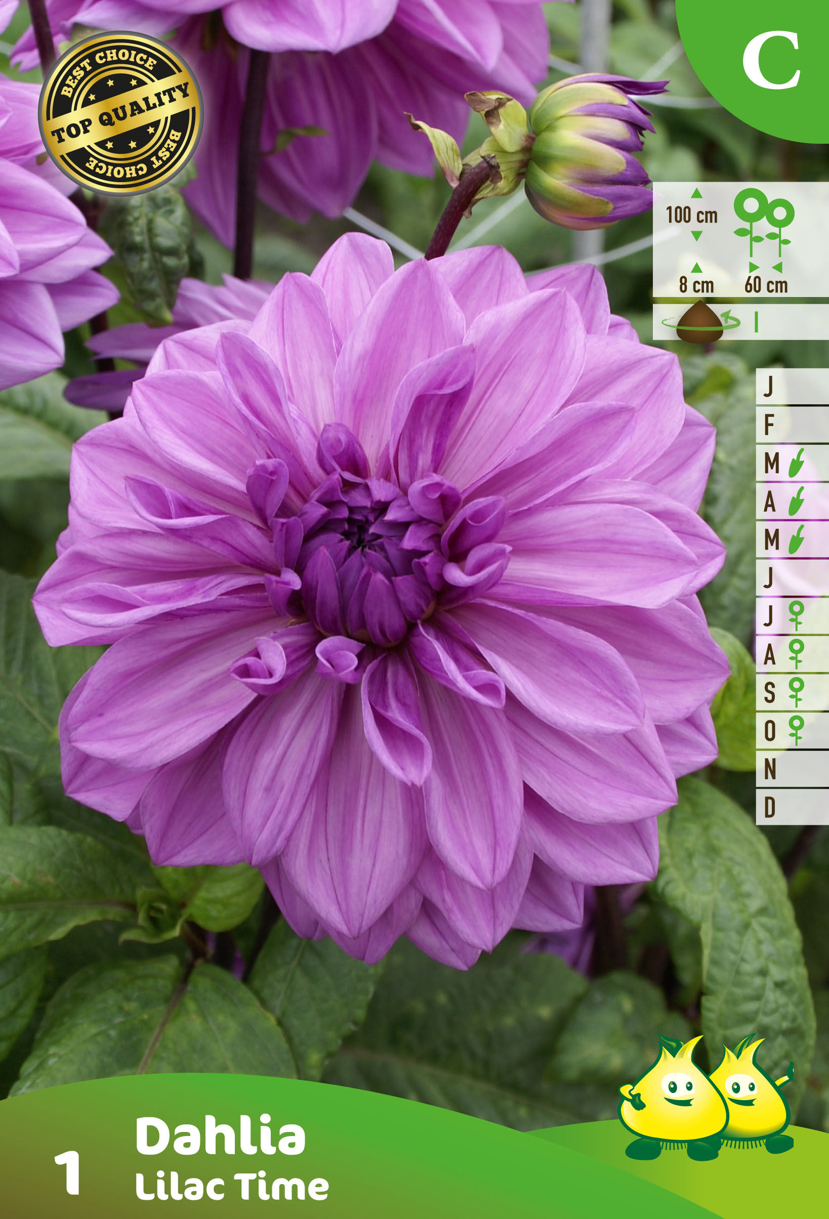 ZAKJES DECORATIEF DAHLIA LILAC TIME