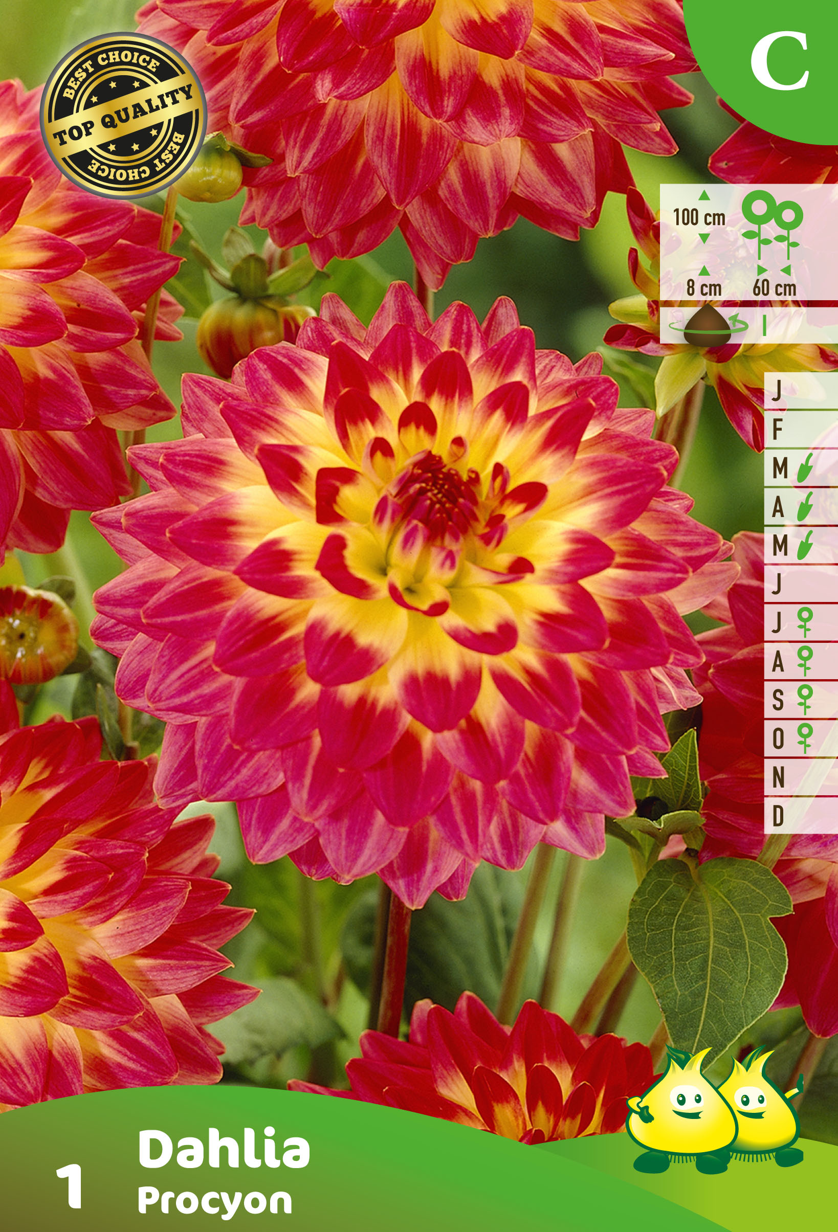 ZAKJES DECORATIEF DAHLIA PROCYON