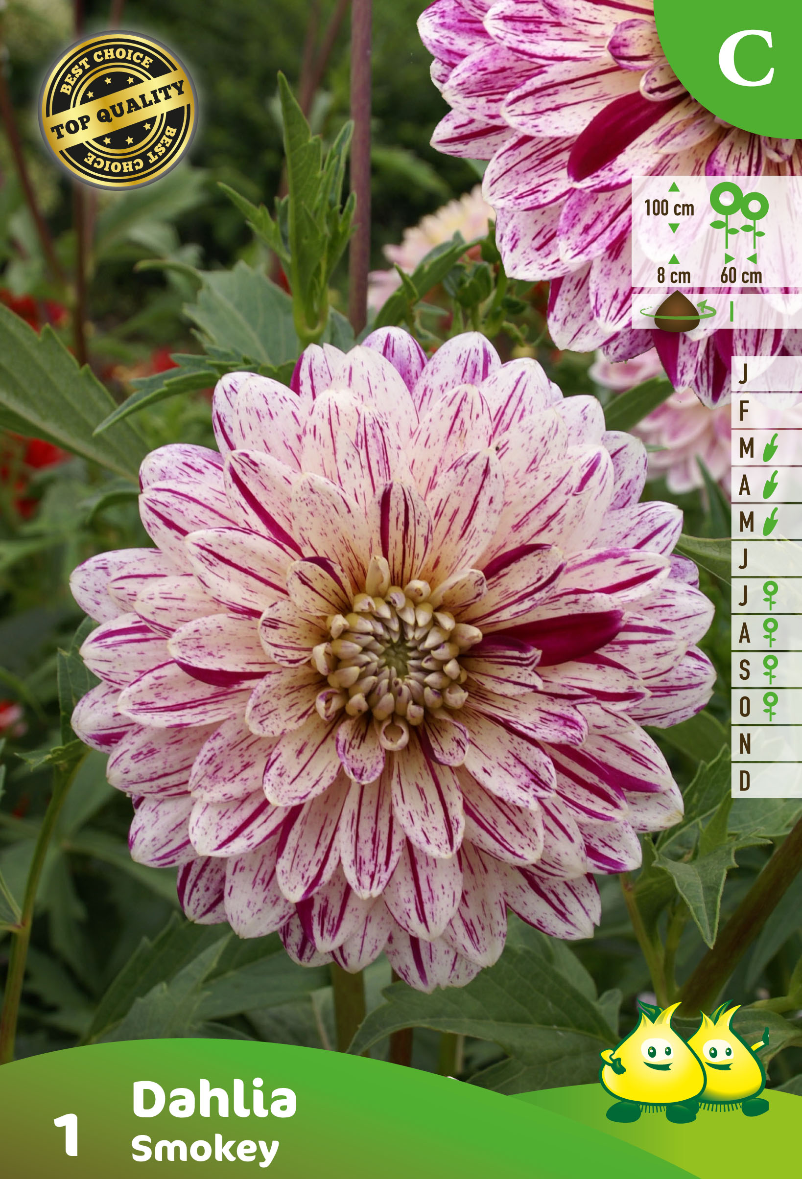 ZAKJES DECORATIEF DAHLIA SMOKEY 