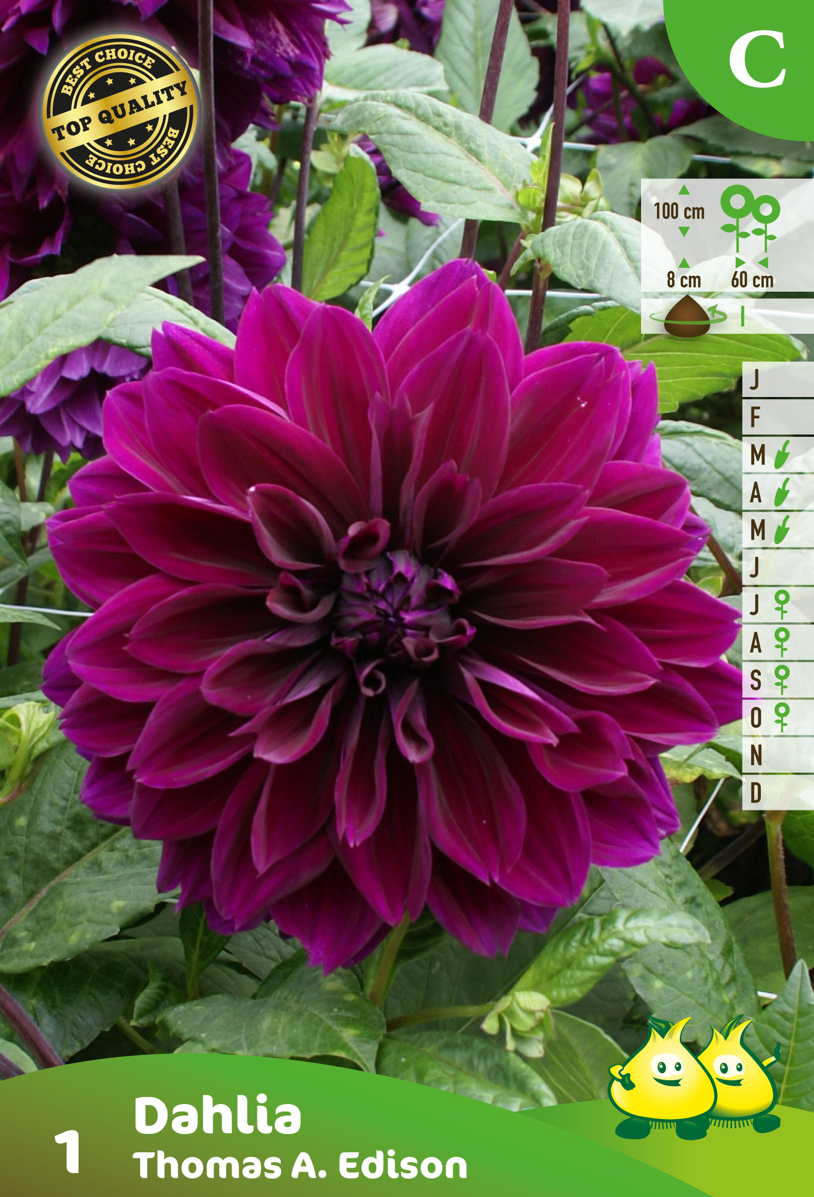 ZAKJES DECORATIEF DAHLIA THOMAS A EDISON