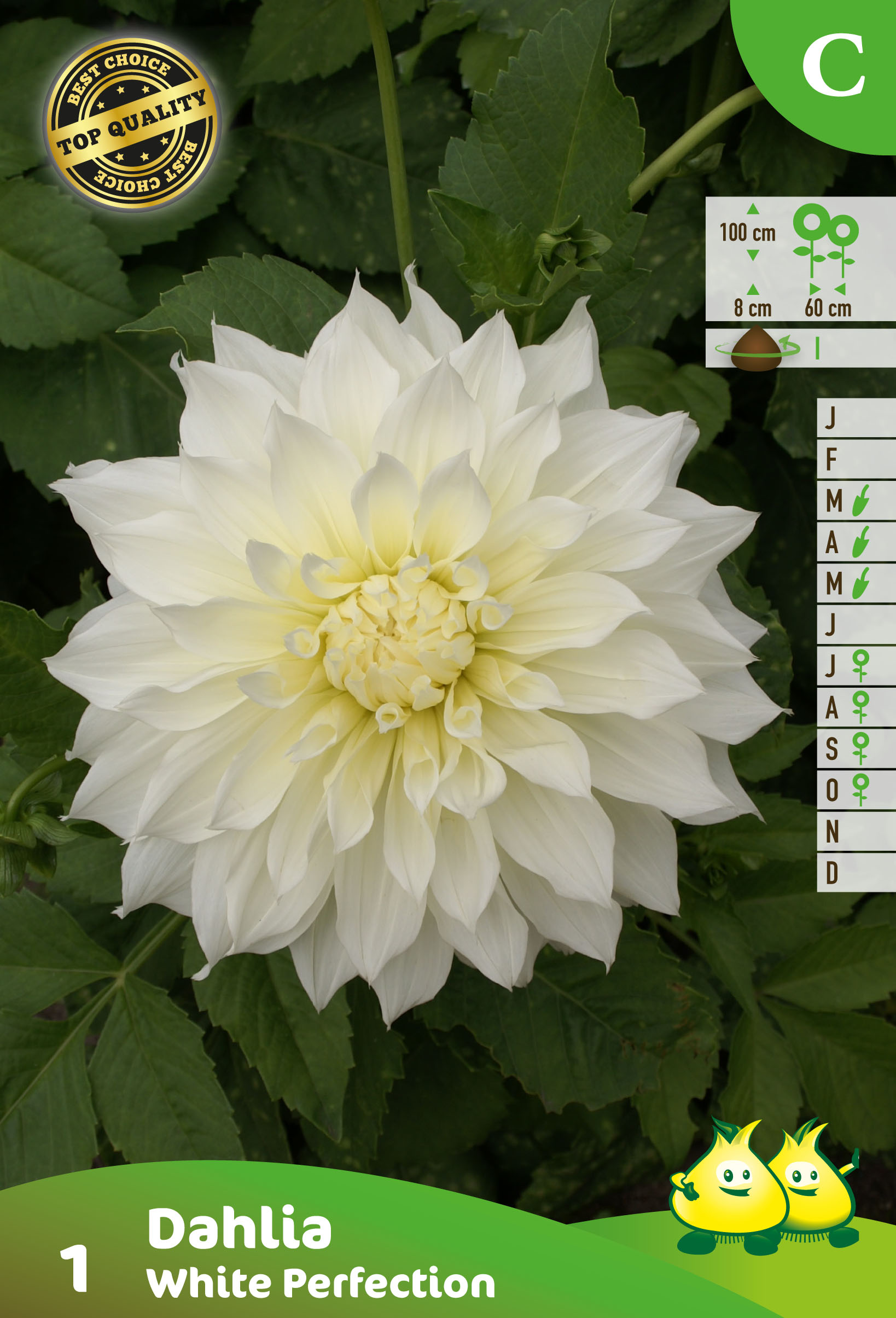 ZAKJES DECORATIEF DAHLIA WHITE PERFECTION