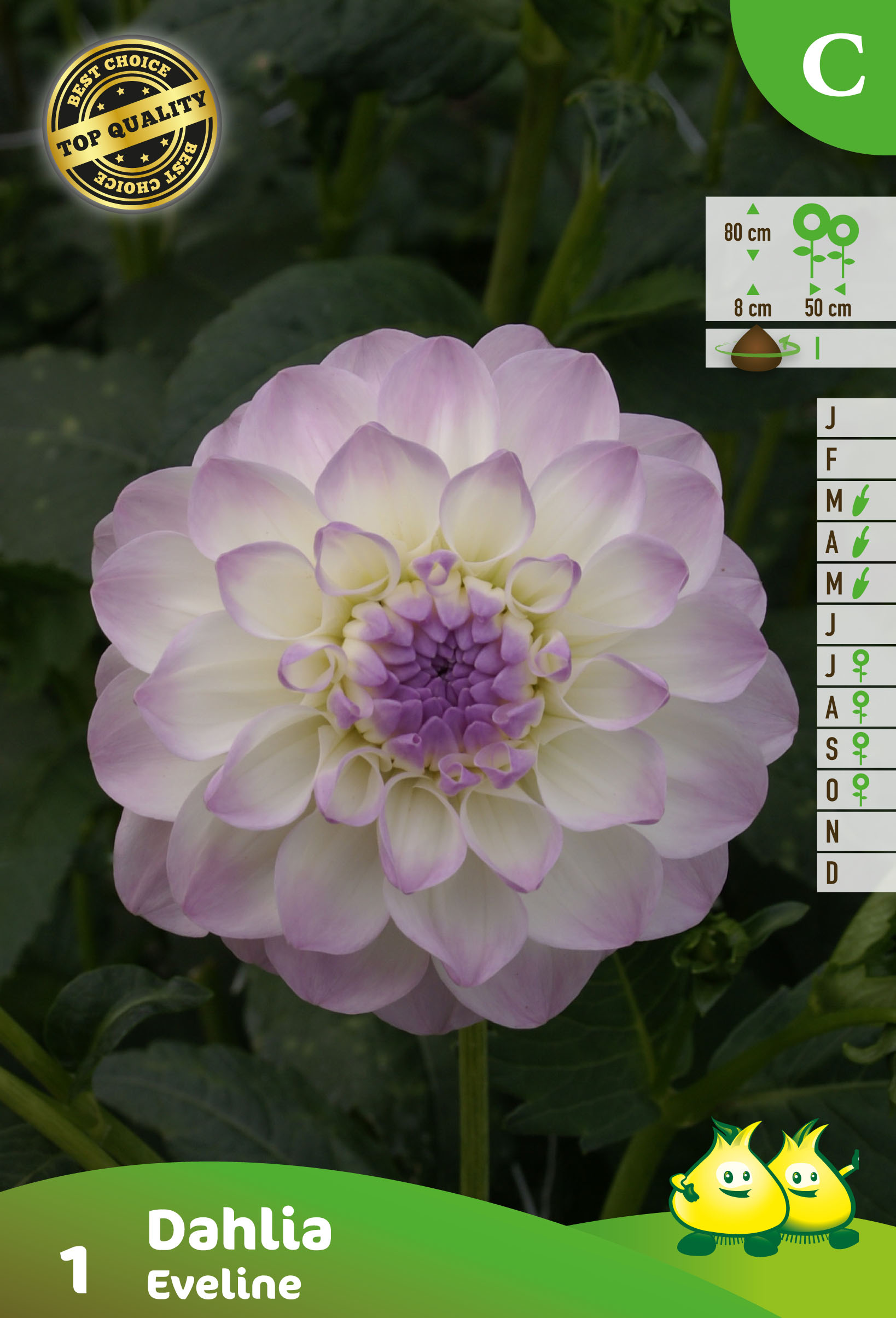ZAKJES BALL DAHLIA EVELINE