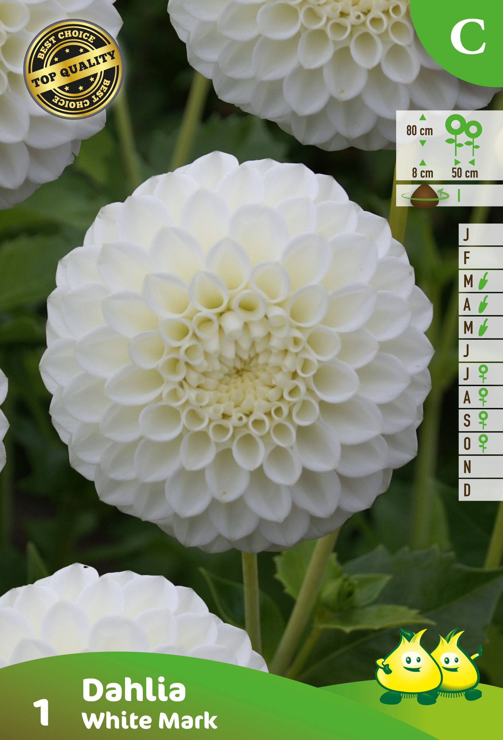 ZAKJES BALL DAHLIA WHITE MARK 