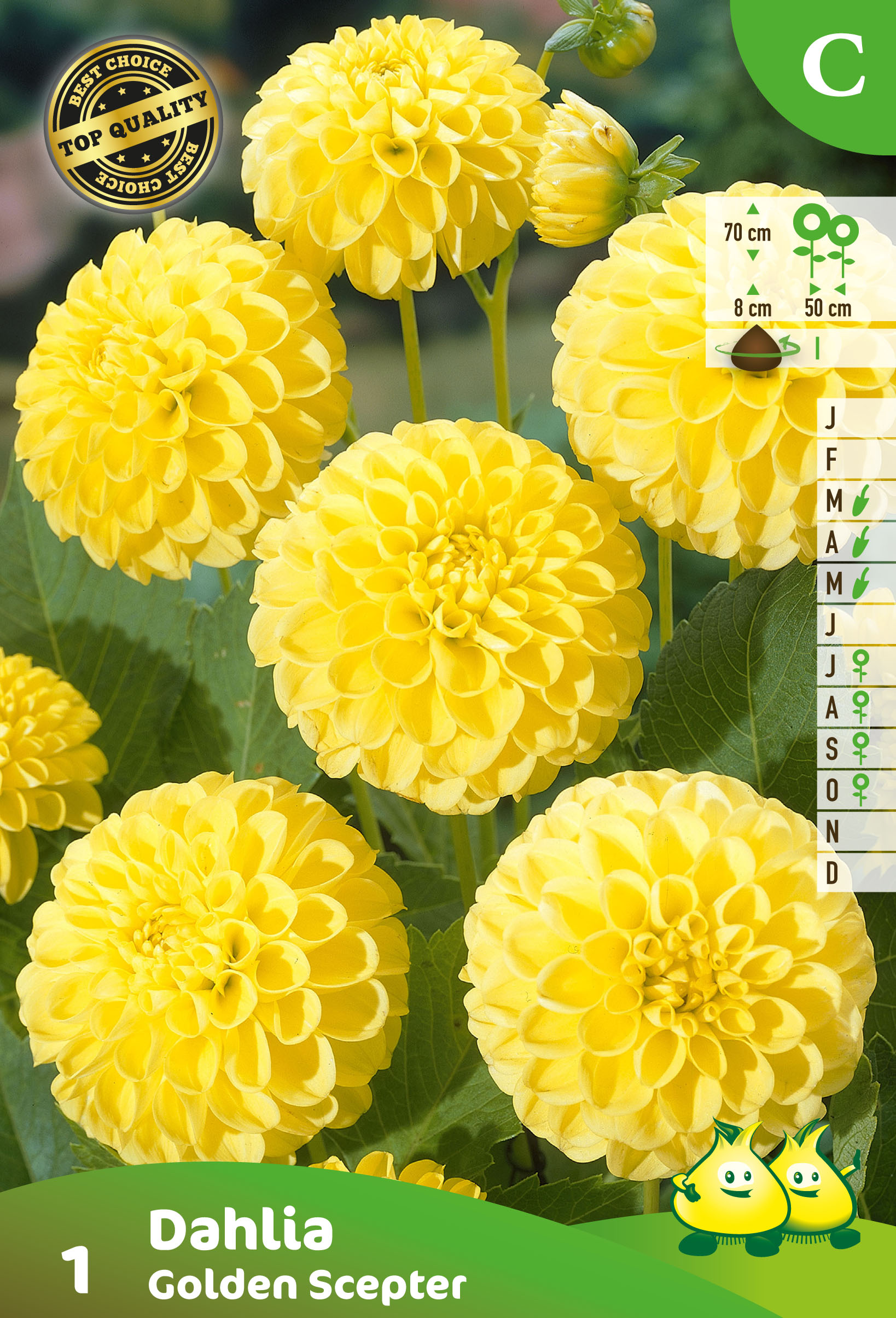 vrac POMPON DAHLIA GOLDEN SCEPTER