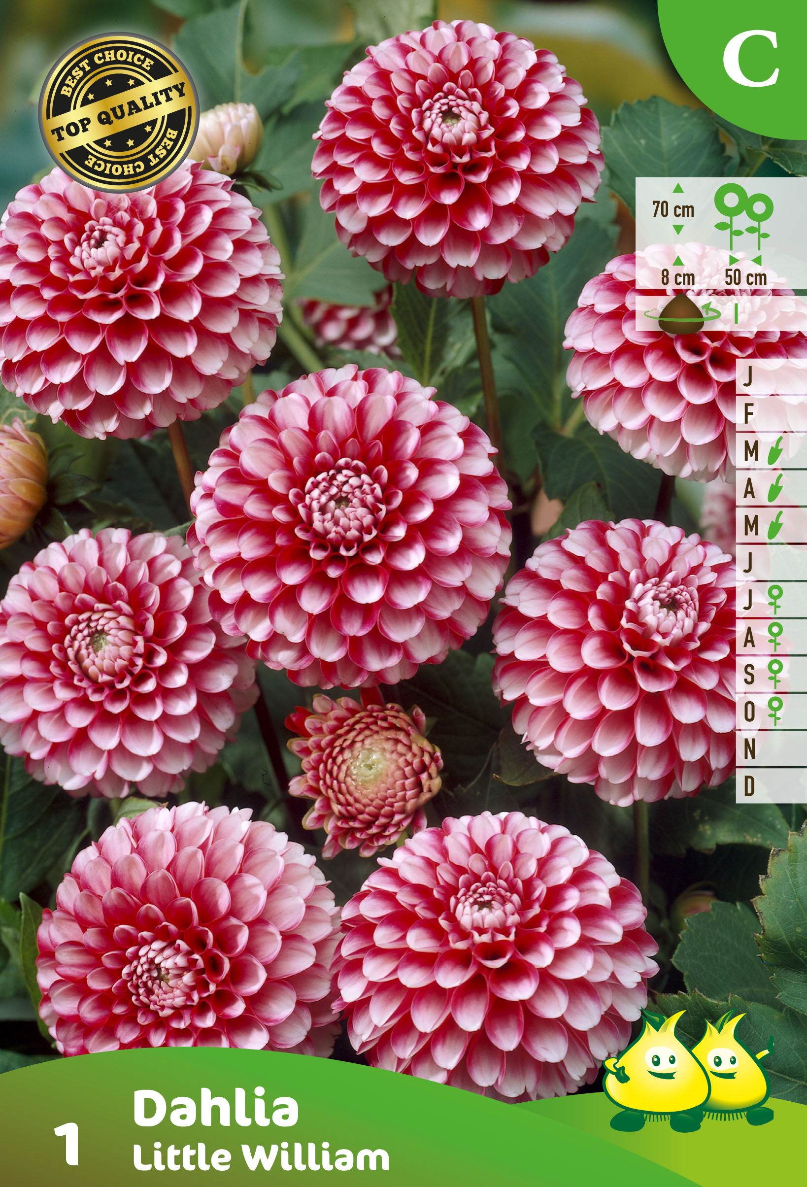 ZAKJES POMPON DAHLIA LITTLE WILLIAM