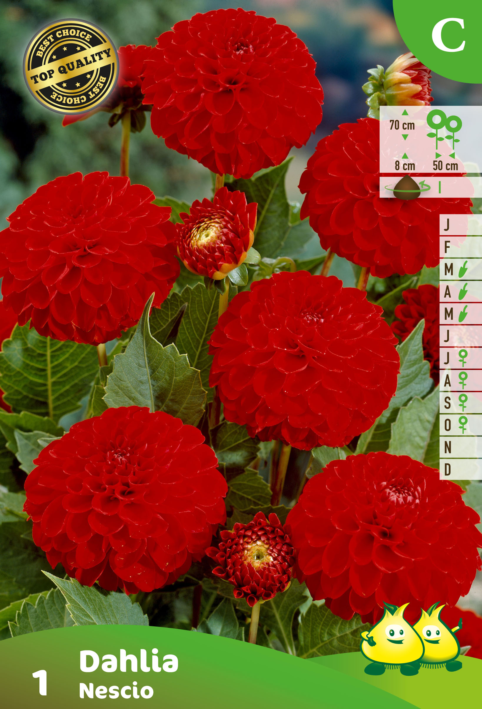 losse POMPON DAHLIA NESCIO