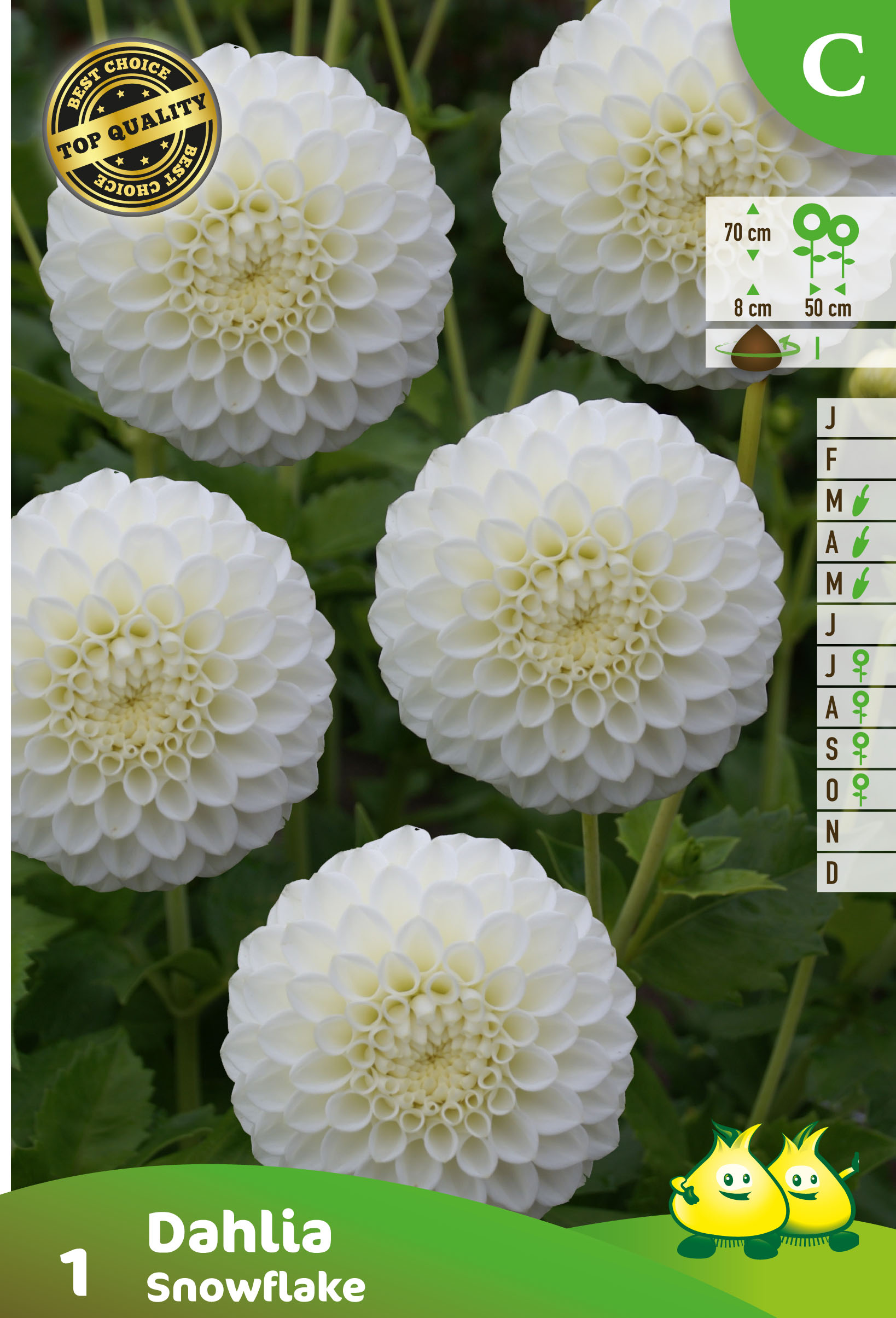 ZAKJES POMPON DAHLIA SNOWFLAKE