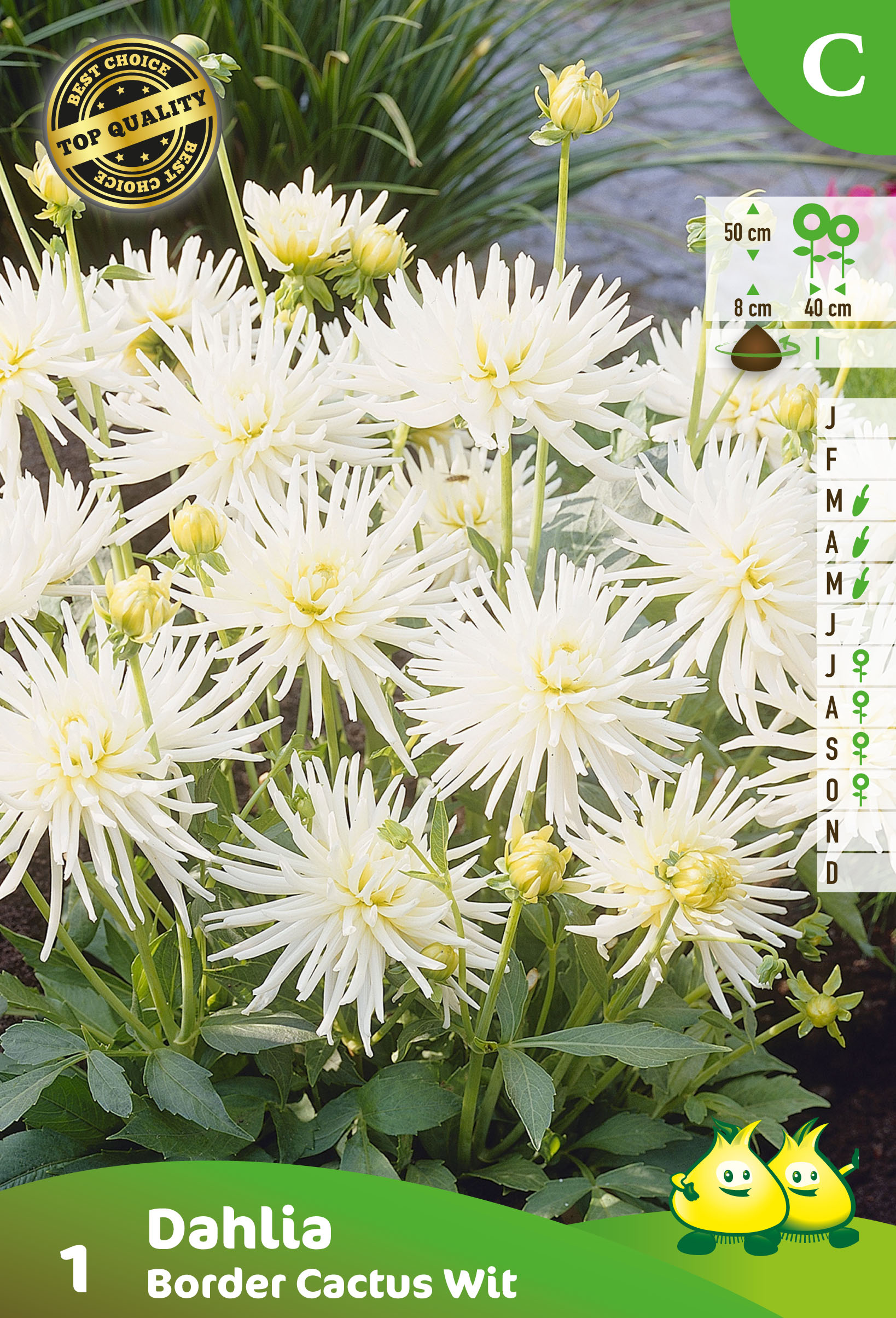 ZAKJES DAHLIA CACTUS BLANC (50CM)  