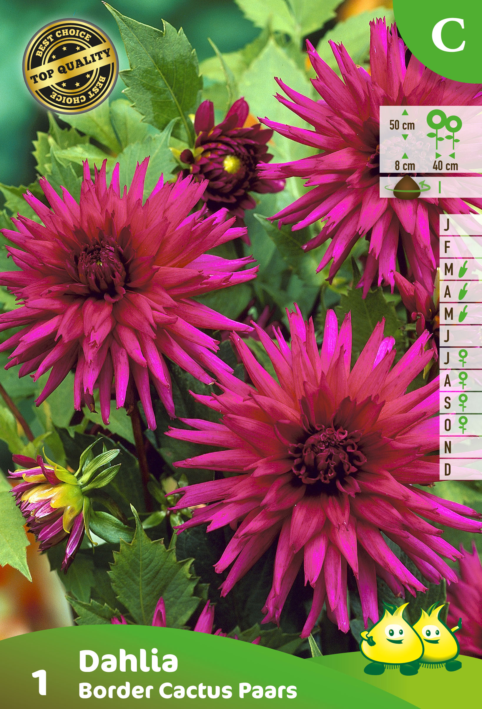 ZAKJES DAHLIA CACTUS POURPLE (50CM)