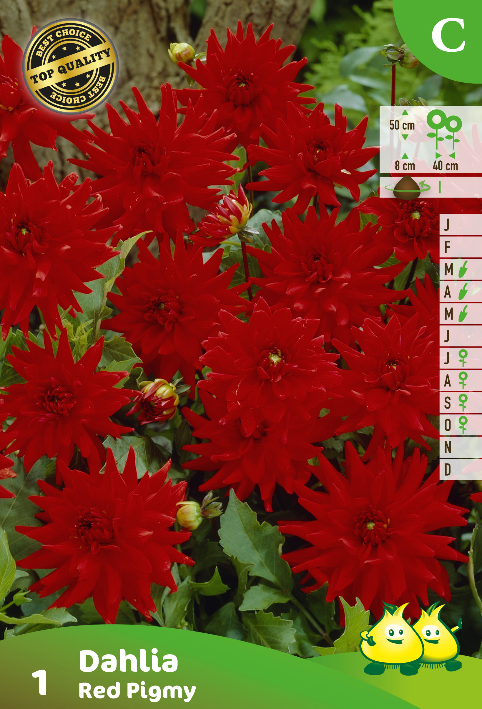 ZAKJES DAHLIA CACTUS RED PIGNY (50CM)