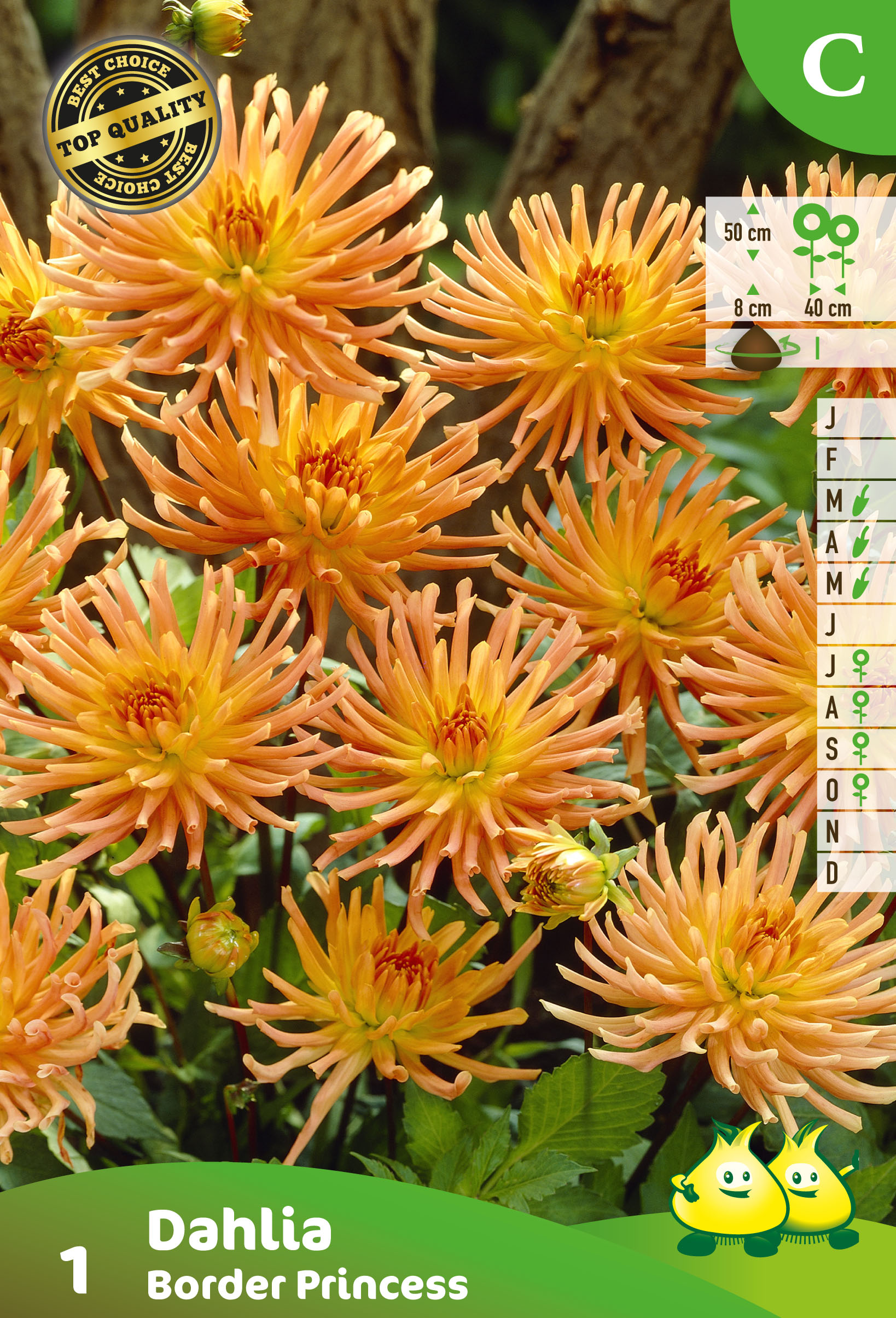 ZAKJES DAHLIA CACTUS BORDER PRINCESS (50CM)