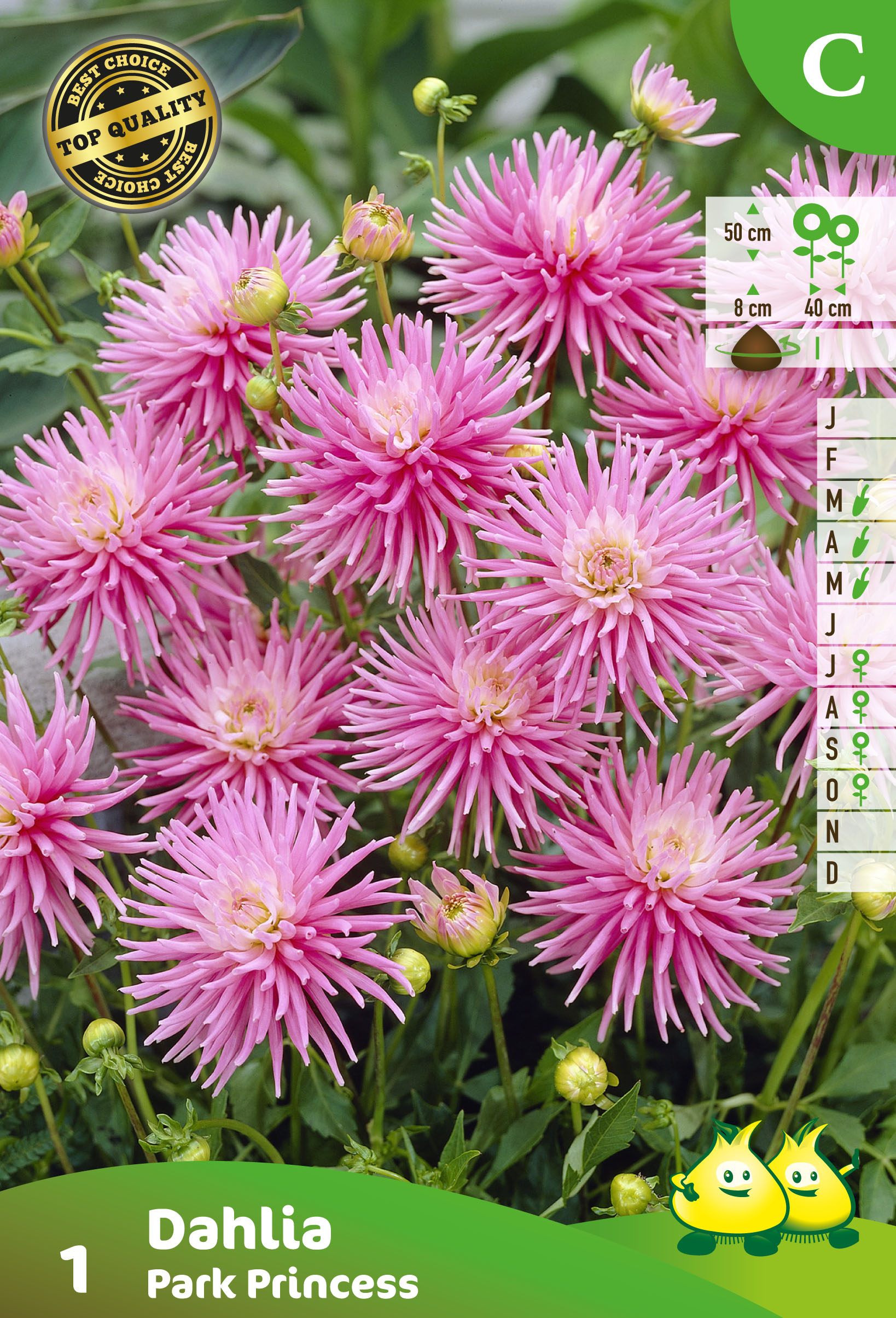 ZAKJES DAHLIA CACTUS PARK PRINCESS (50CM)  