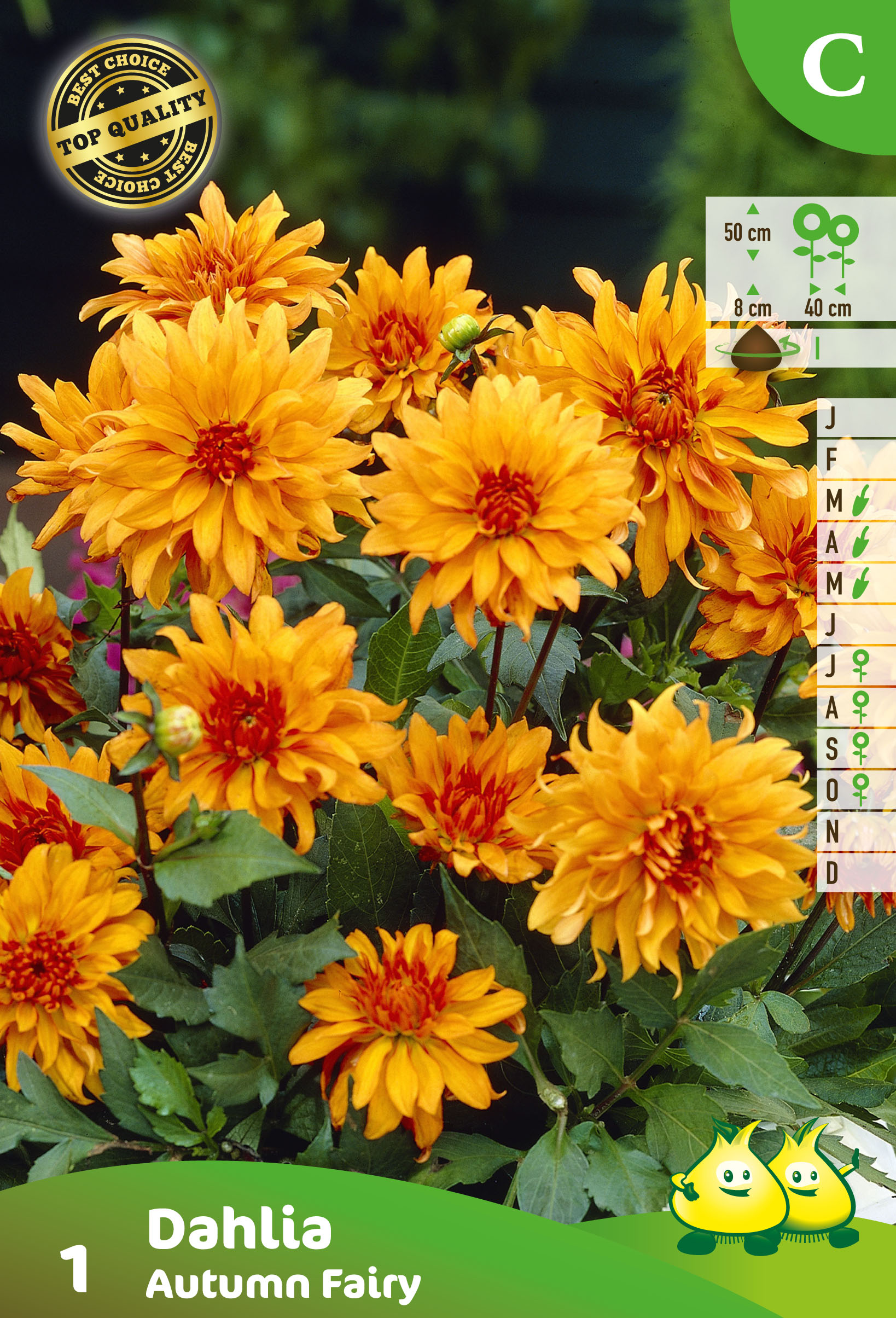 ZAKJES DAHLIA DEC. AUTUMN FAIRY (50CM)