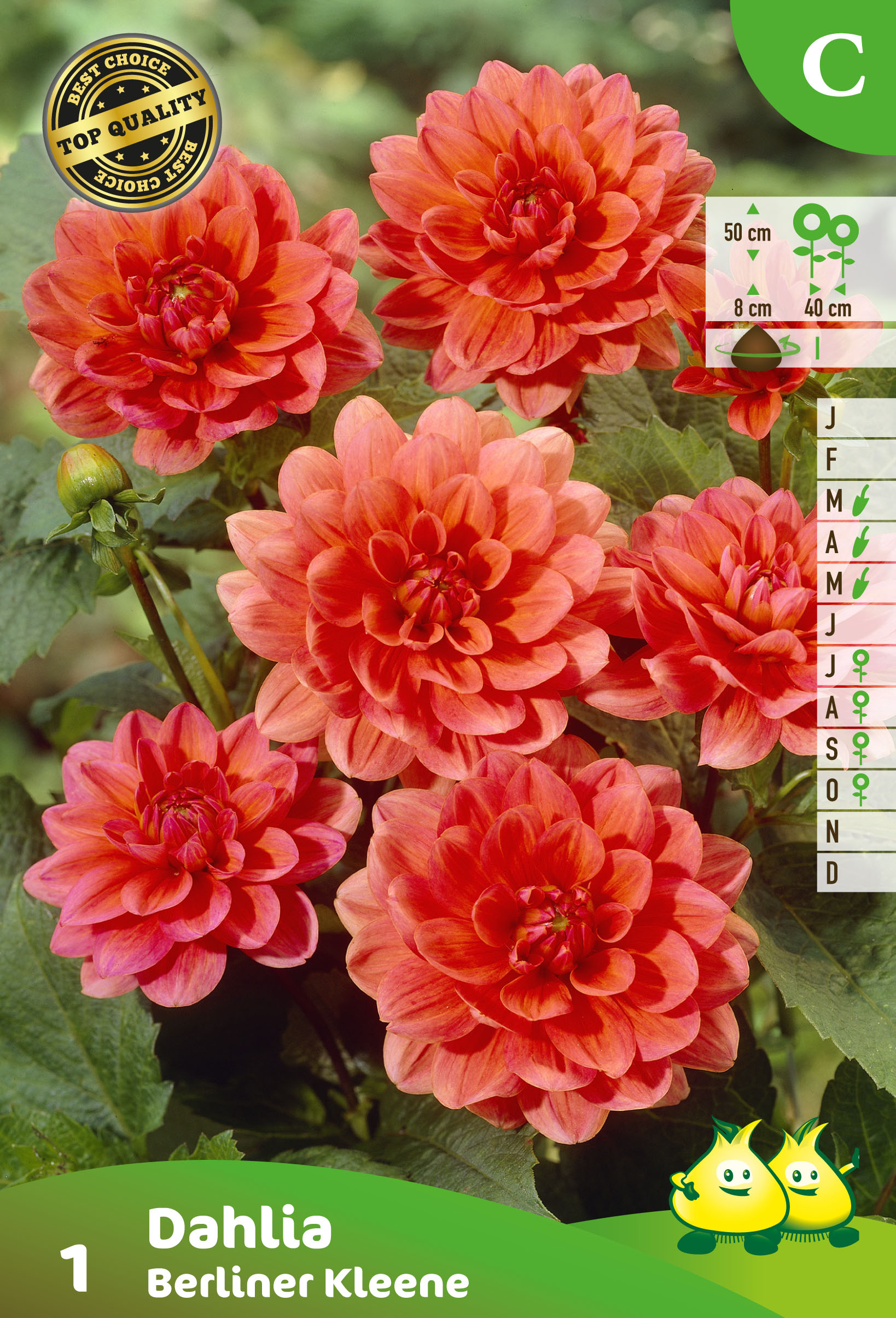 ZAKJES DAHLIA DEC. BERLINER KLEENE (50CM)  A