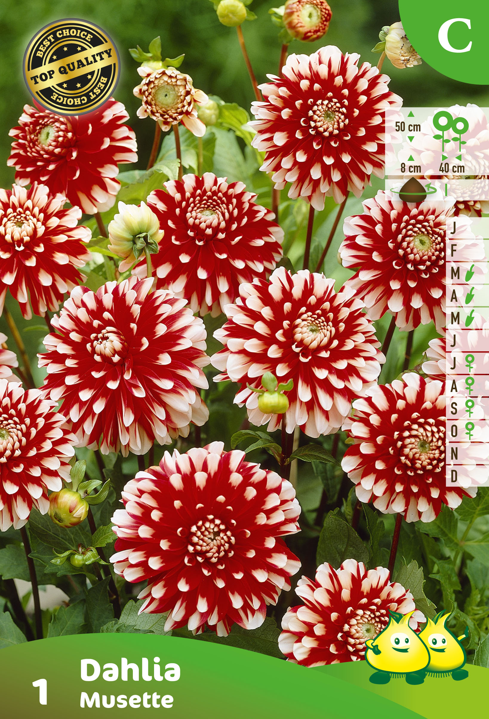ZAKJES DAHLIA DEC. MUSETTE (50CM)