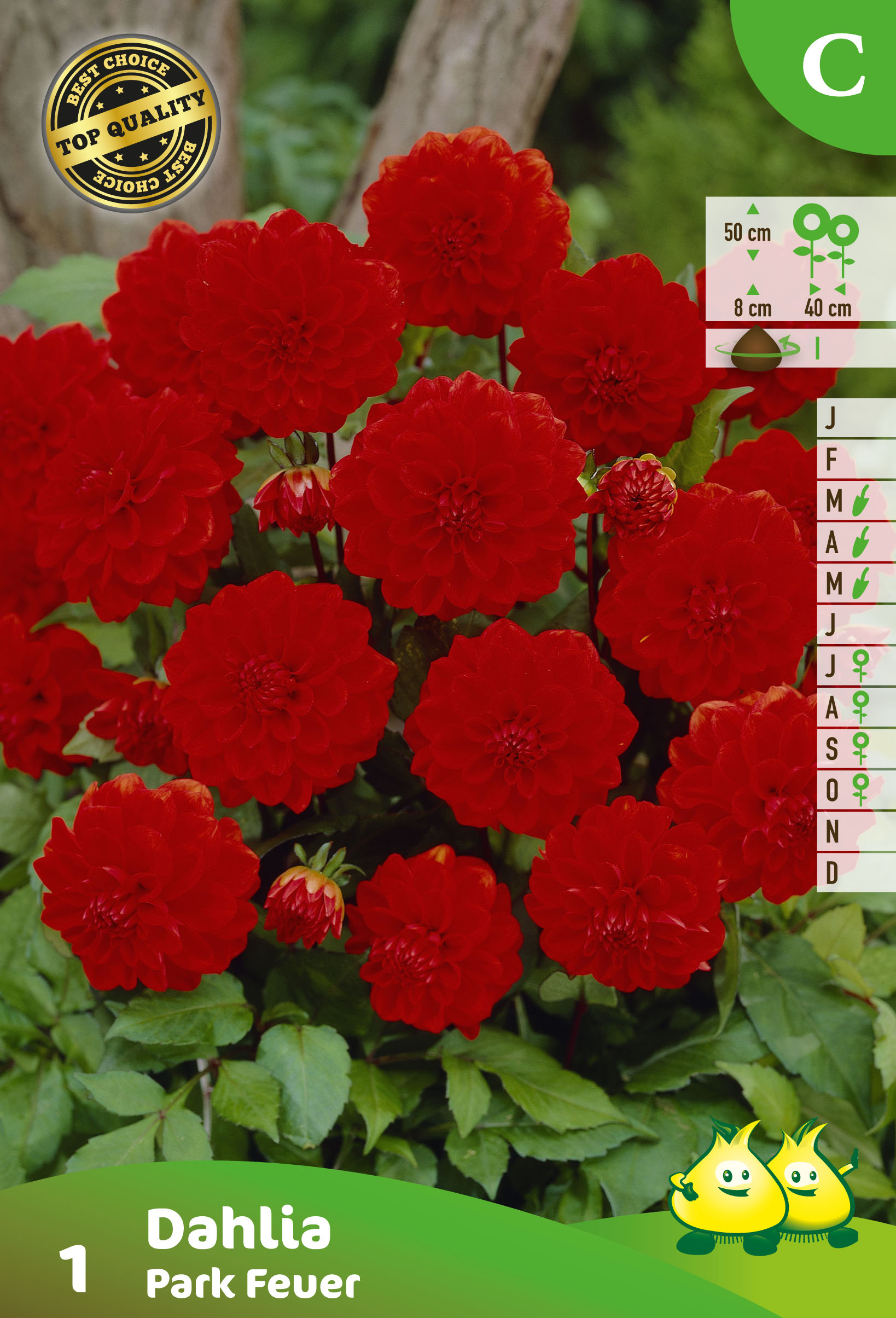 ZAKJES DAHLIA DEC. PARK FEUER (50CM)