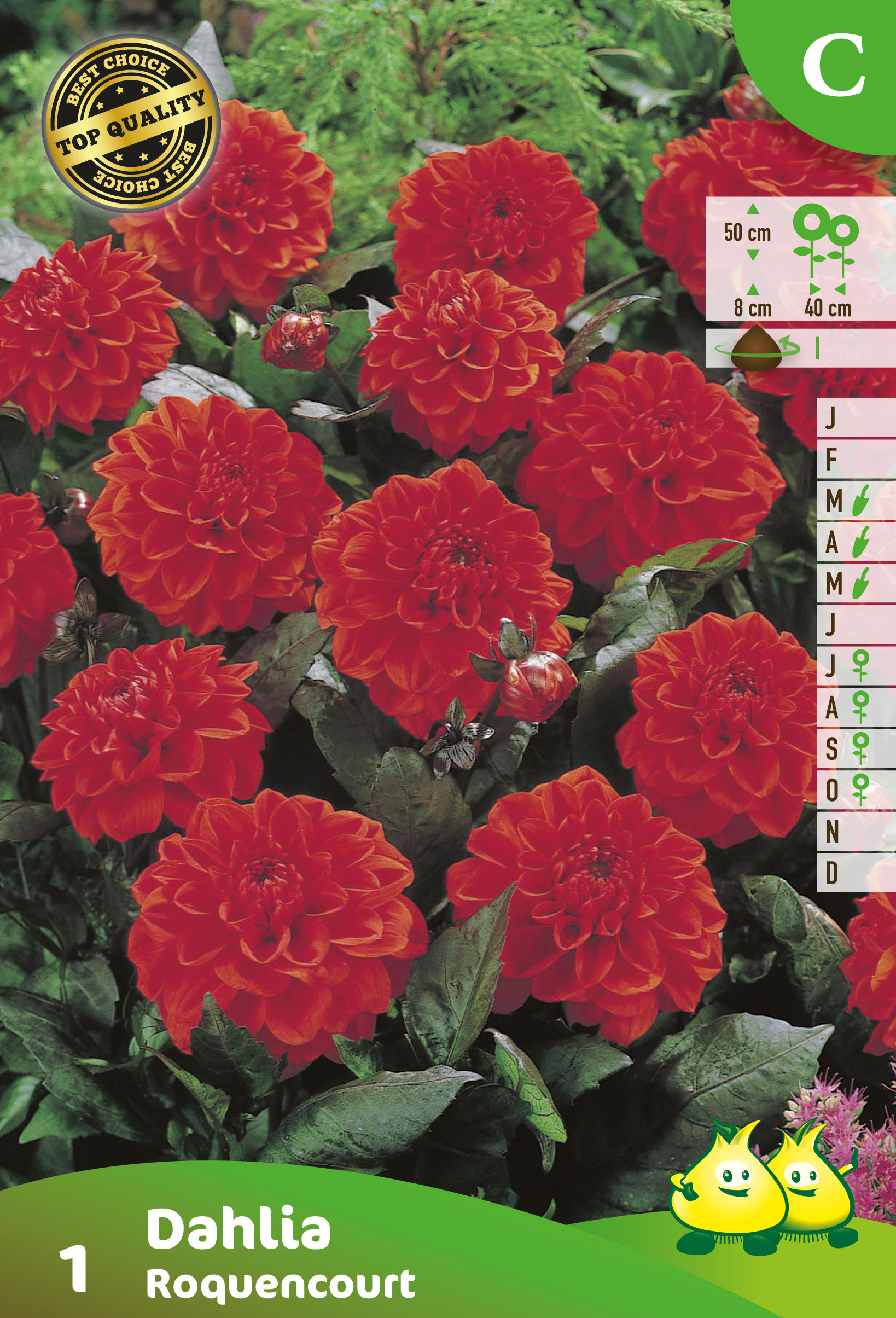 ZAKJES DAHLIA DEC. ROQUENCOURT (50CM)