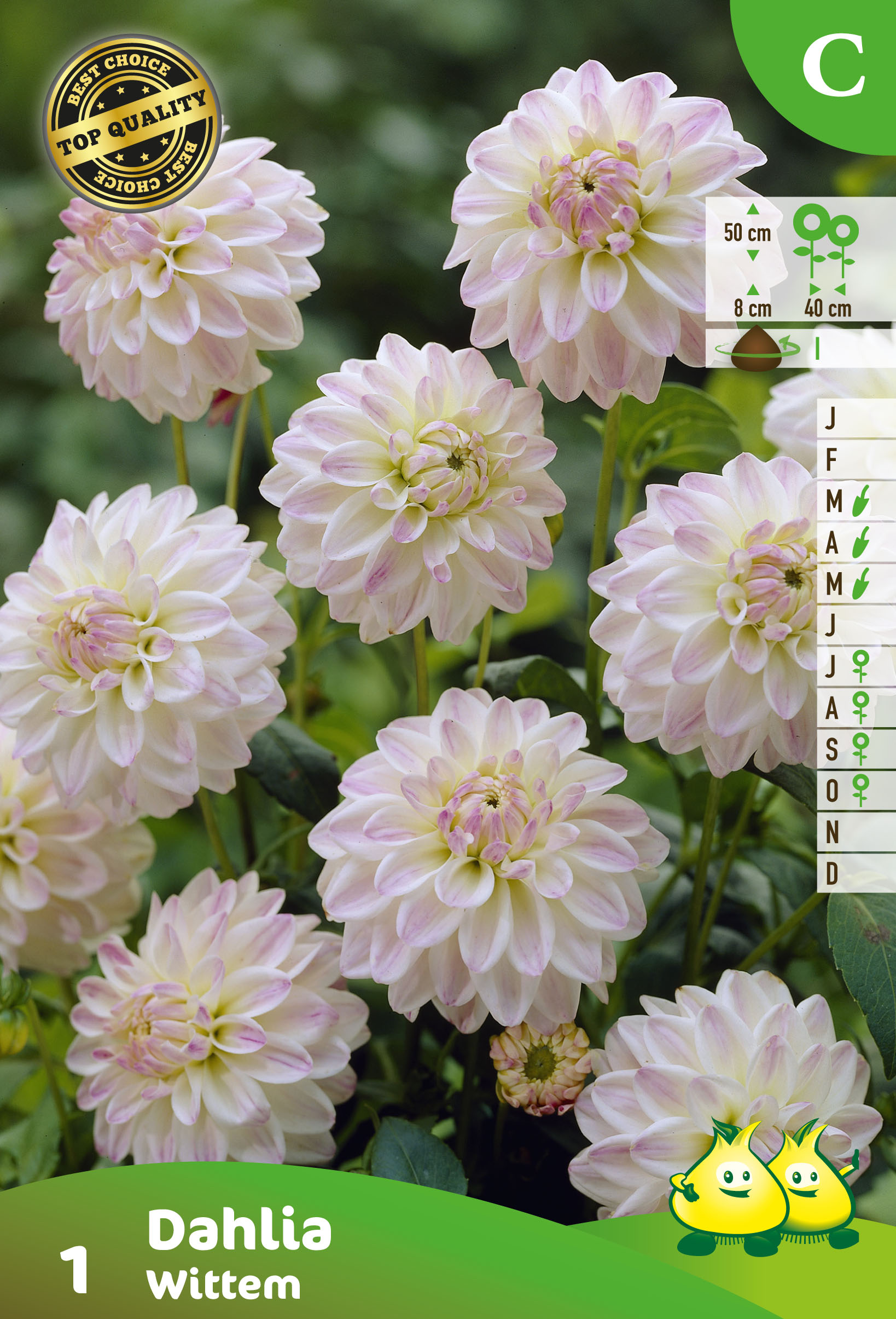 ZAKJES DAHLIA DEC. WITTEM (50CM)