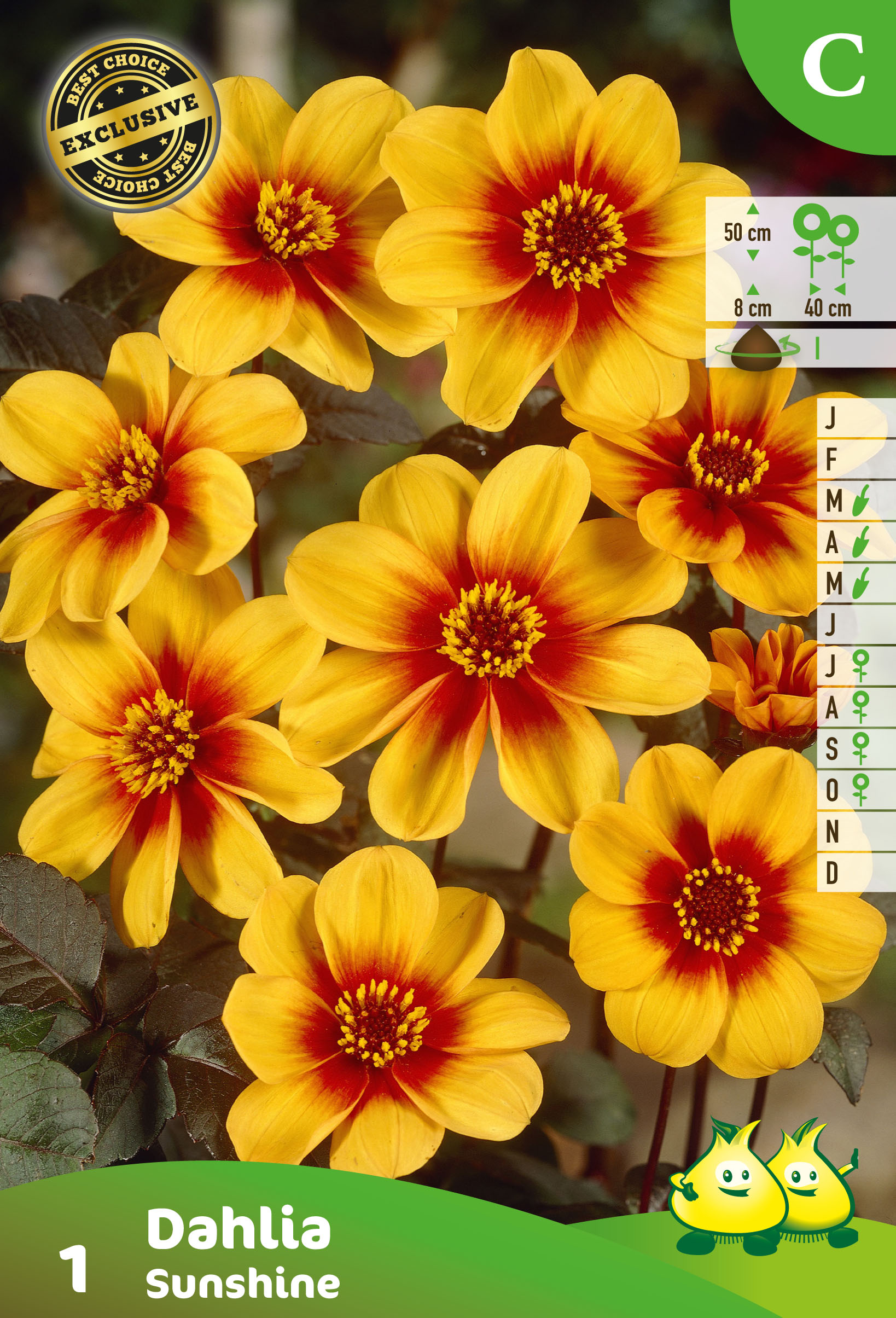 ZAKJES MIGNON DAHLIA SUNSHINE