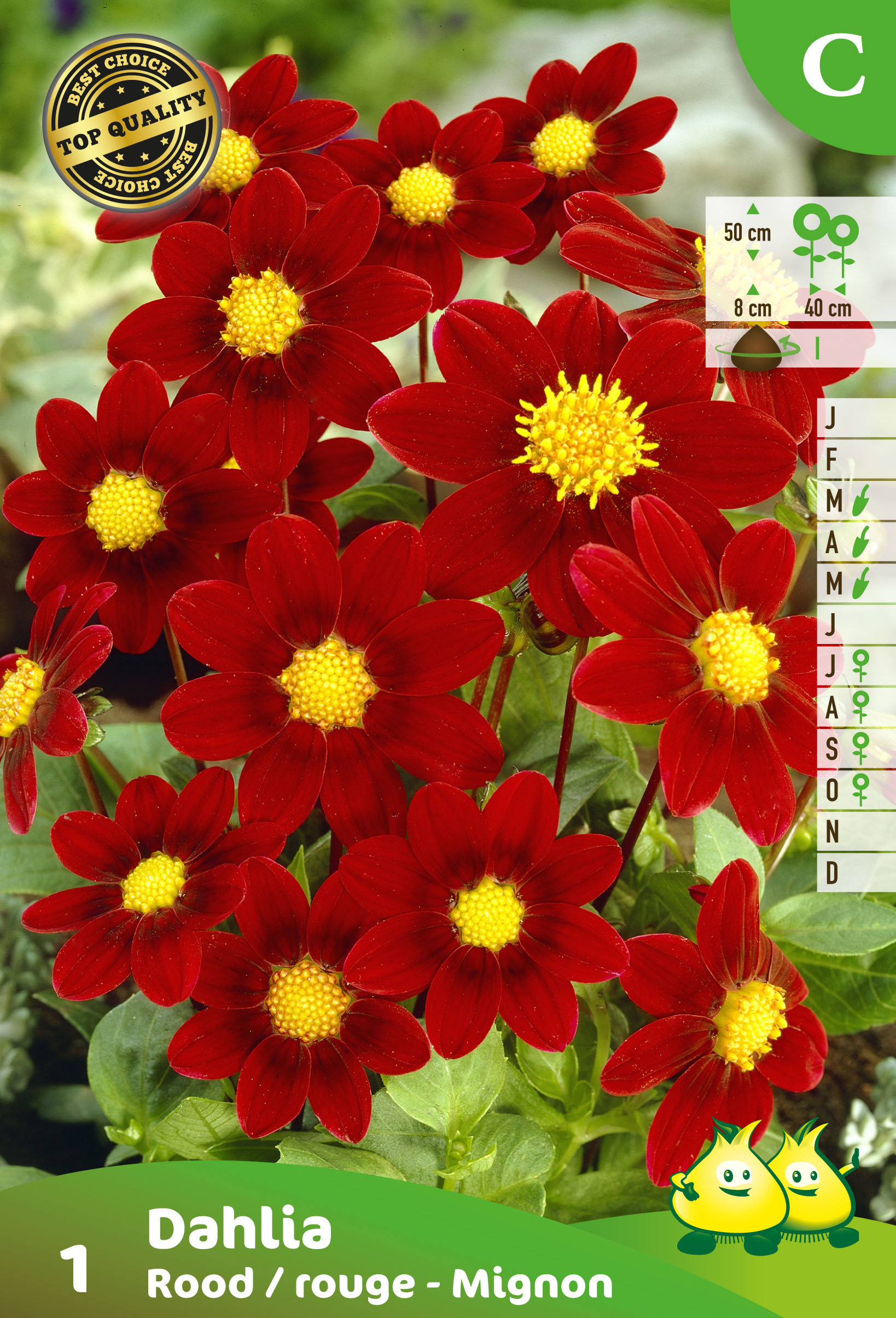 ZAKJES MIGNON DAHLIA ROOD