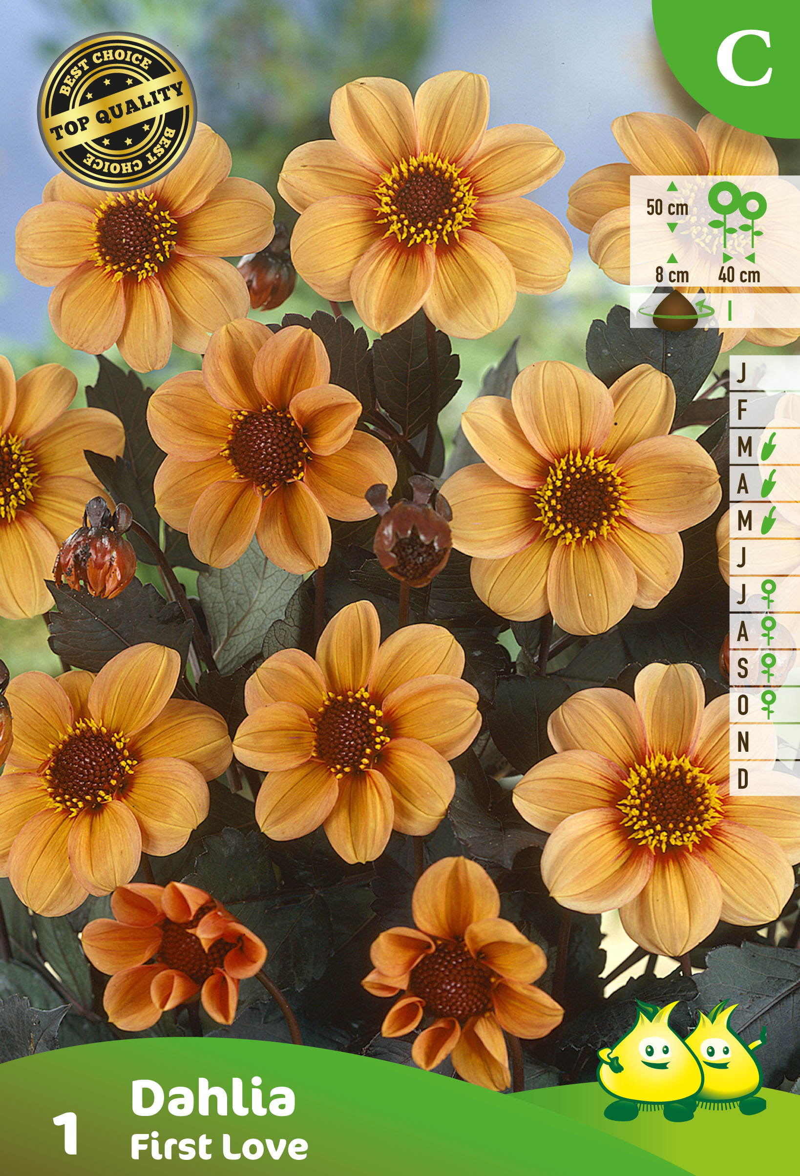 ZAKJES MIGNON DAHLIA FIRST LOVE