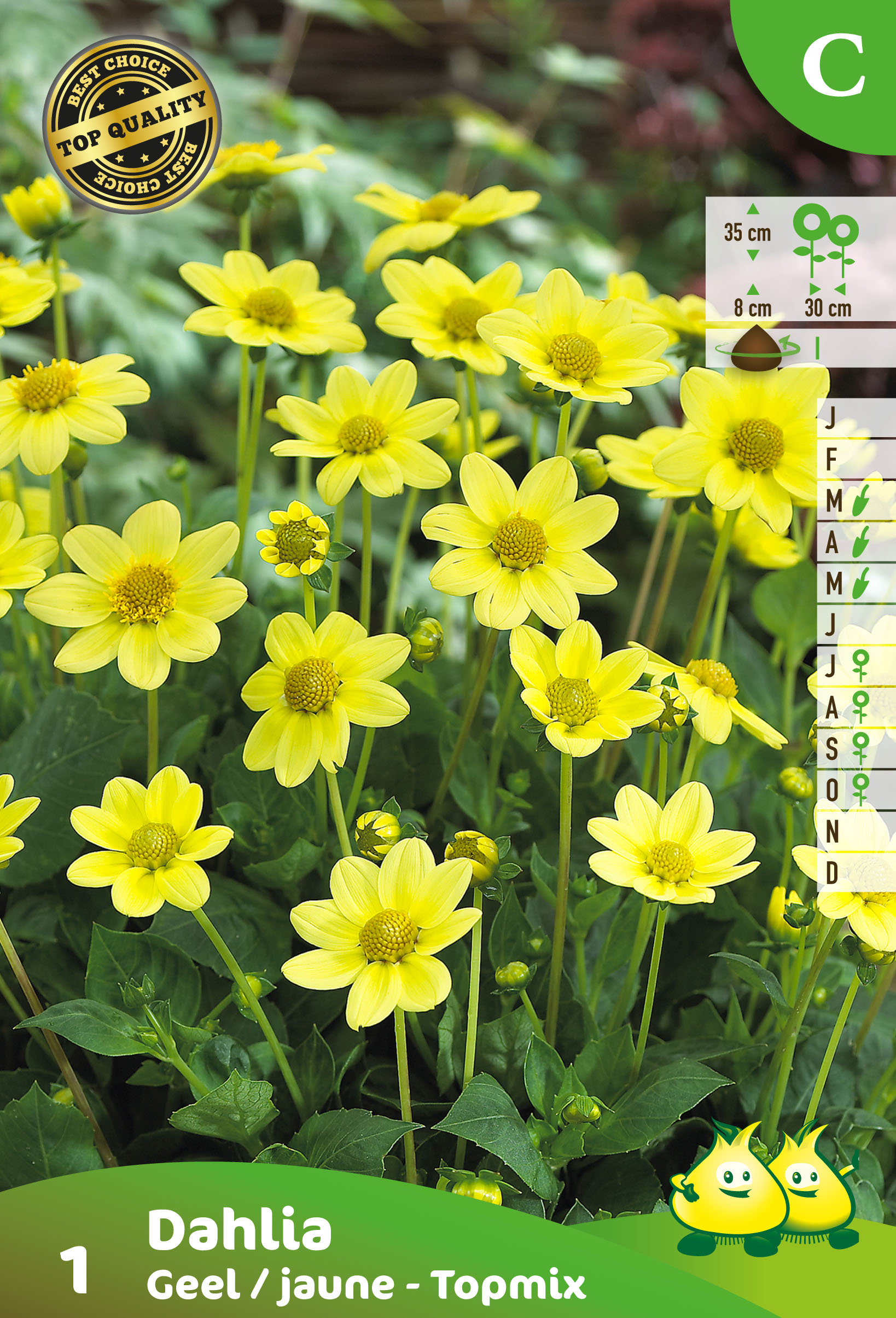 ZAKJES DAHLIA TOPMIX GEEL