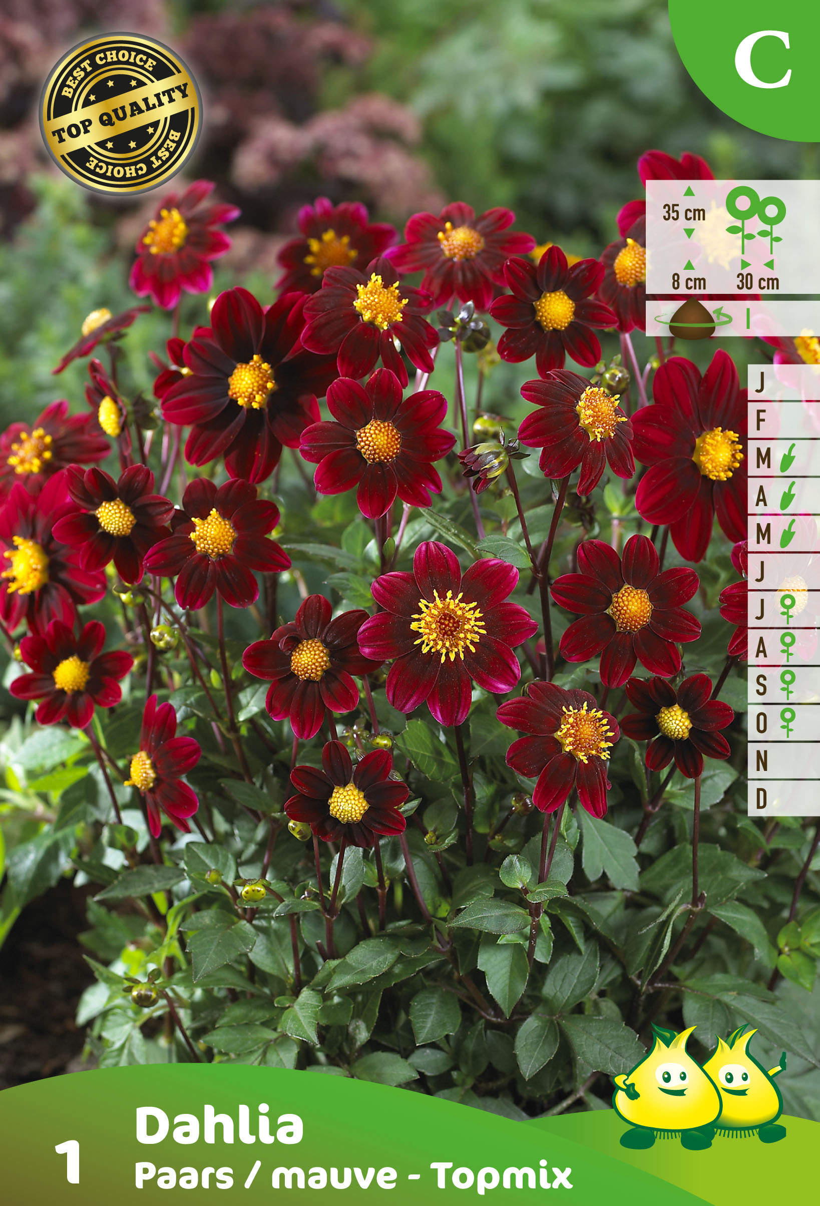 ZAKJES DAHLIA TOPMIX PAARS