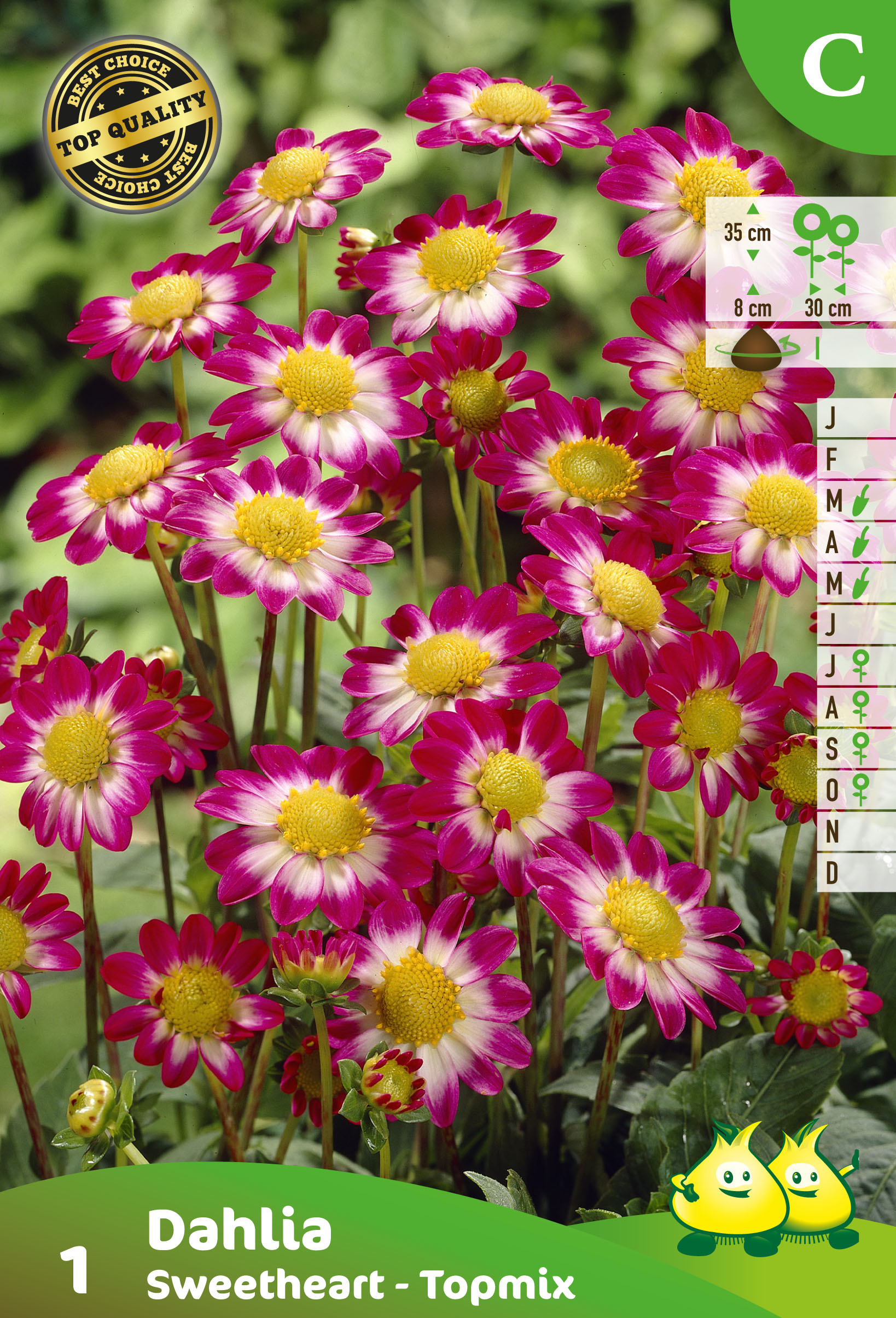 ZAKJES DAHLIA TOPMIX SWEETHEART