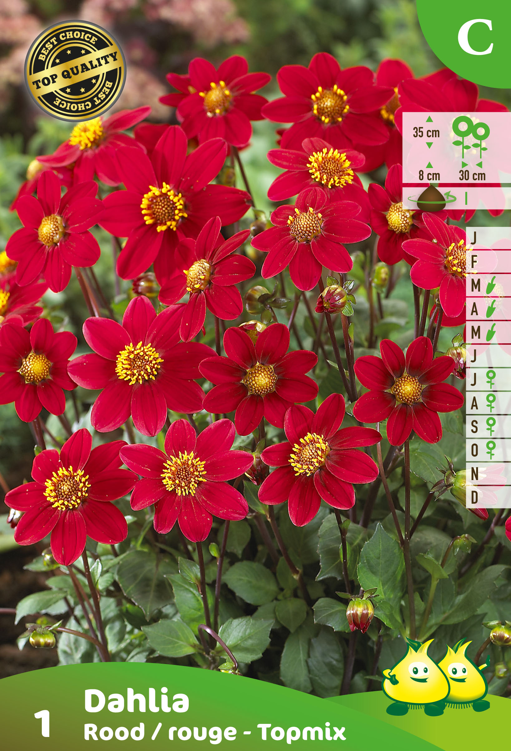 ZAKJES DAHLIA TOPMIX ROUGE 