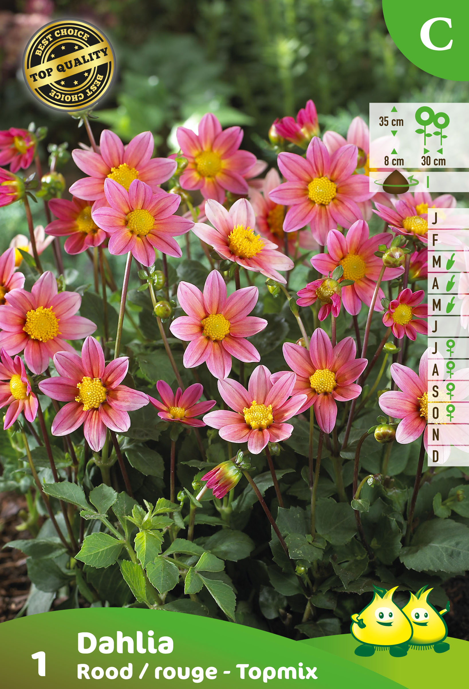 ZAKJES DAHLIA TOPMIX ROZE