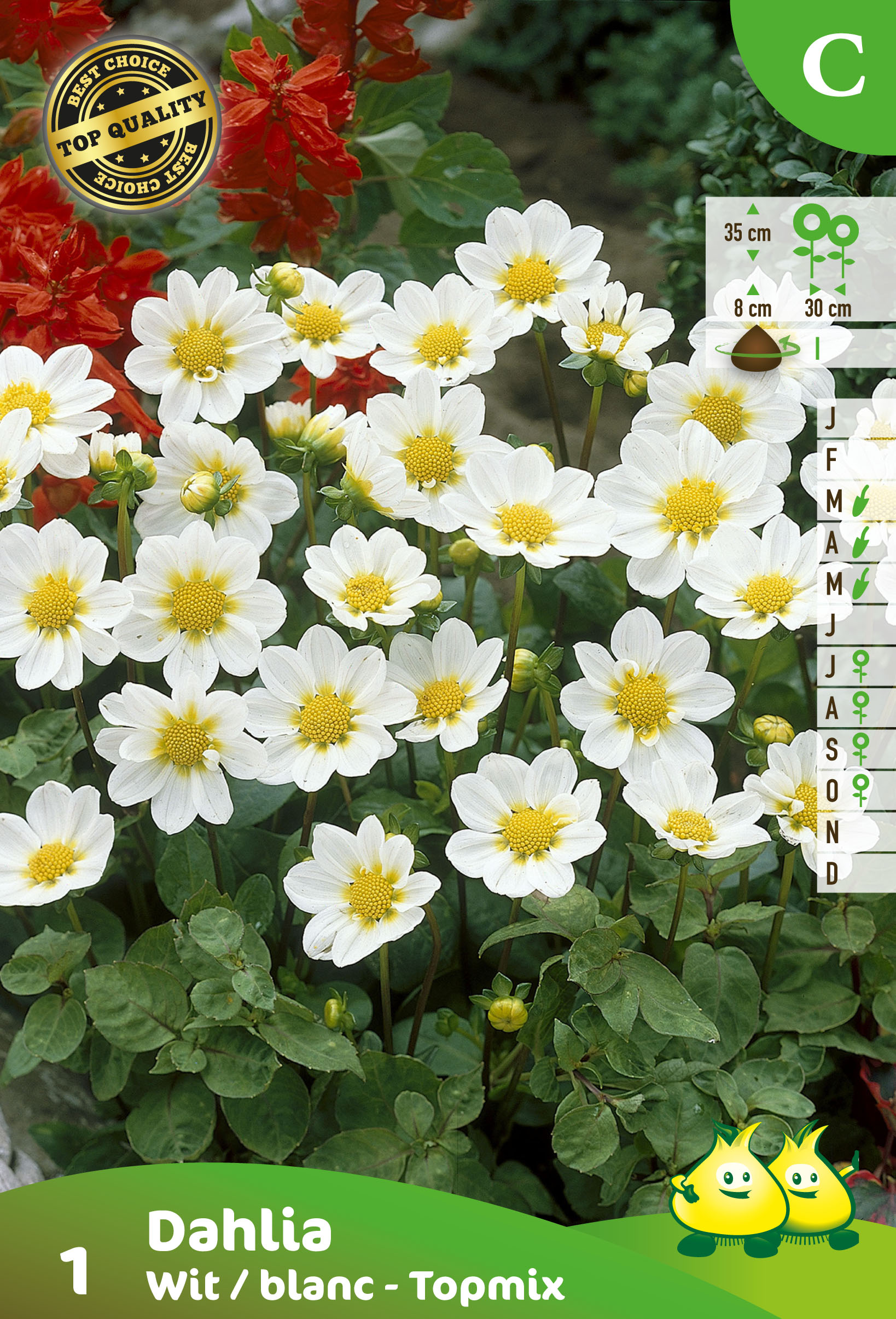 ZAKJES DAHLIA TOPMIX WIT