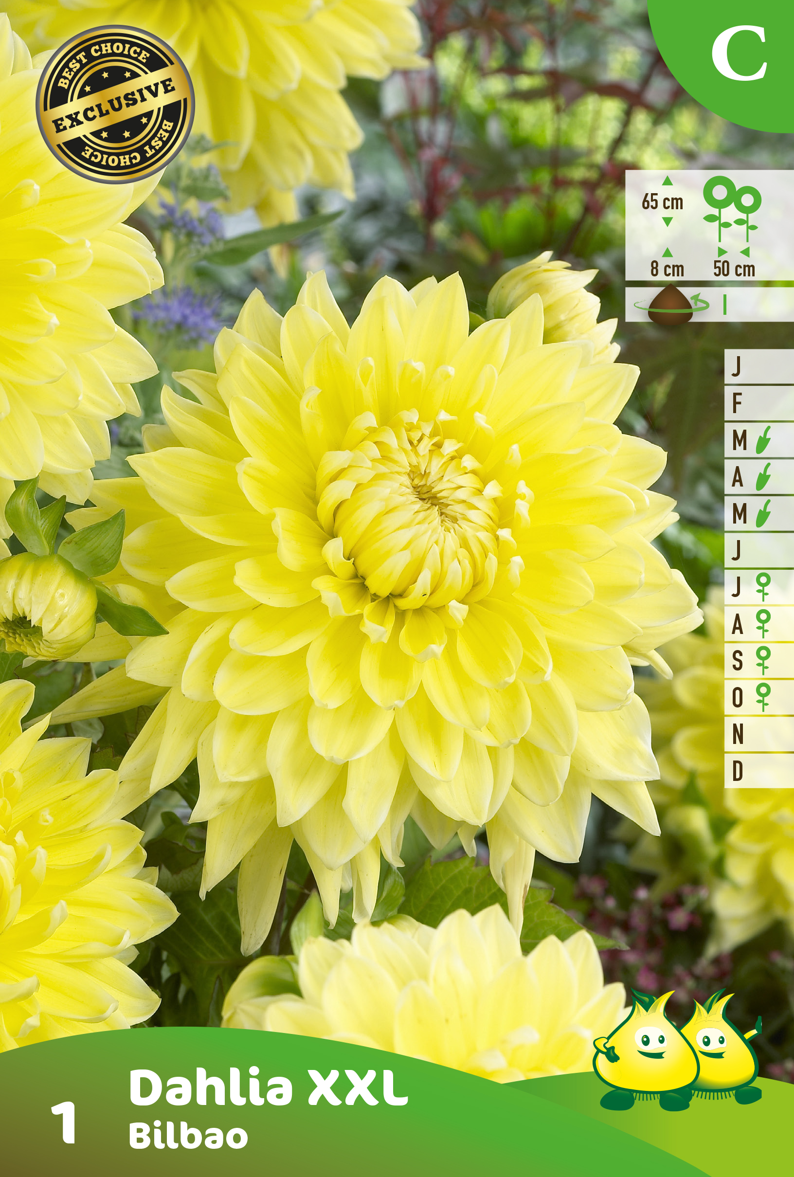 ZAKJES DECORATIEVE DAHLIA XXL BILBOA 