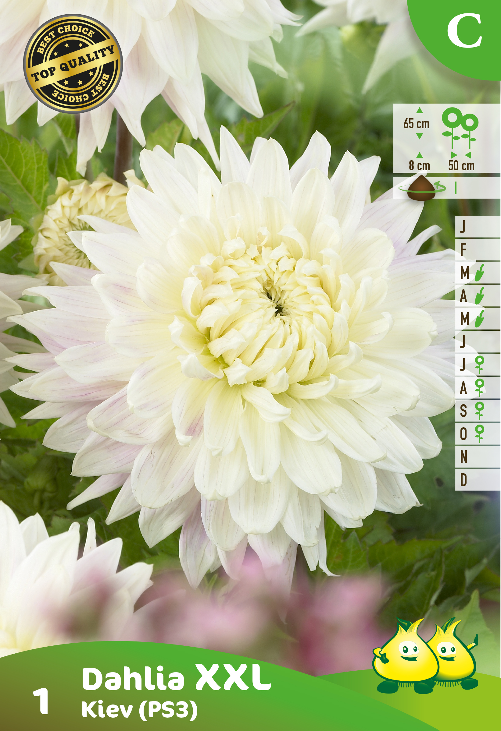 vrac DECORATIEVE DAHLIA XXL KIEV