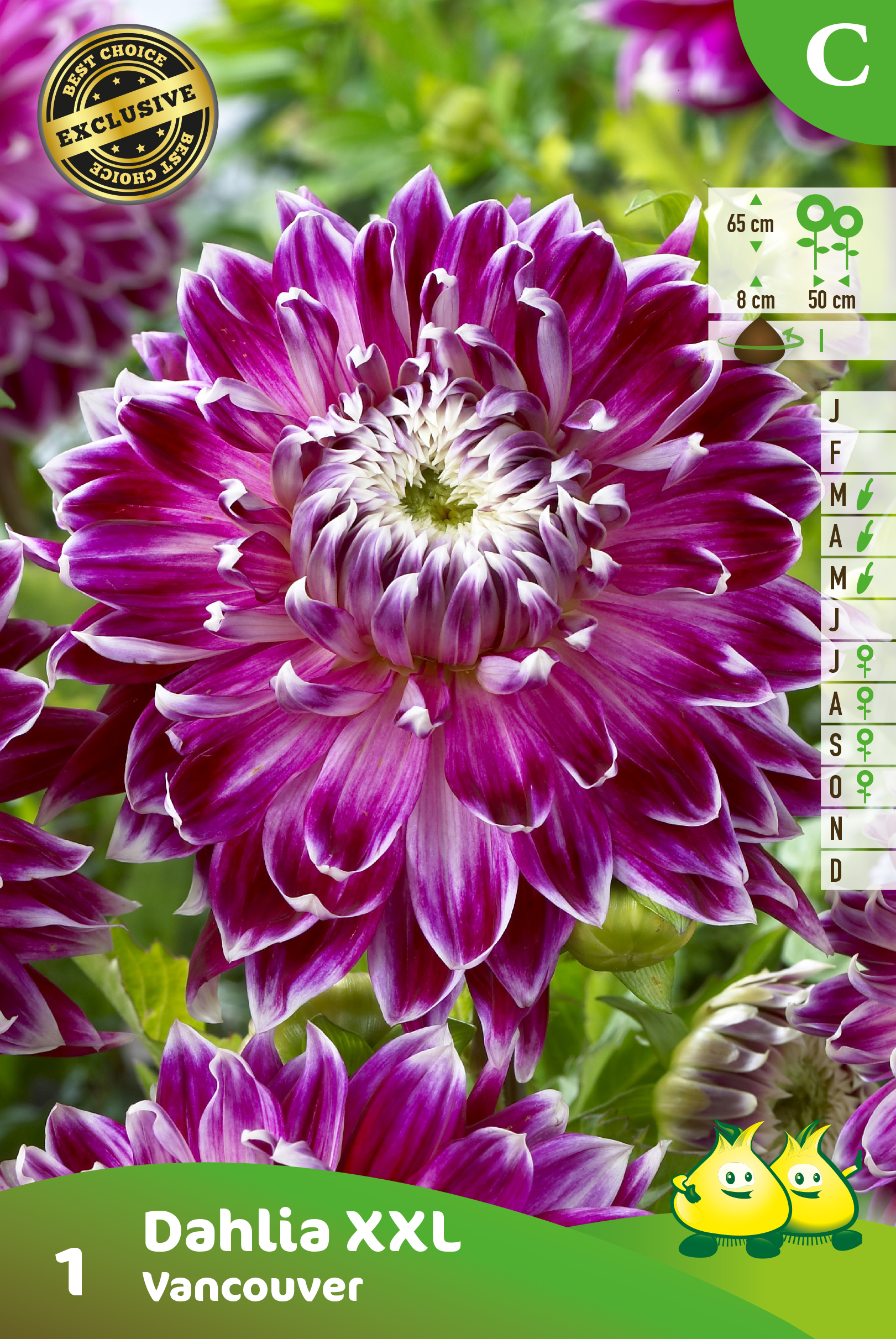 ZAKJES DECORATIEVE DAHLIA XXL VANCOUVER