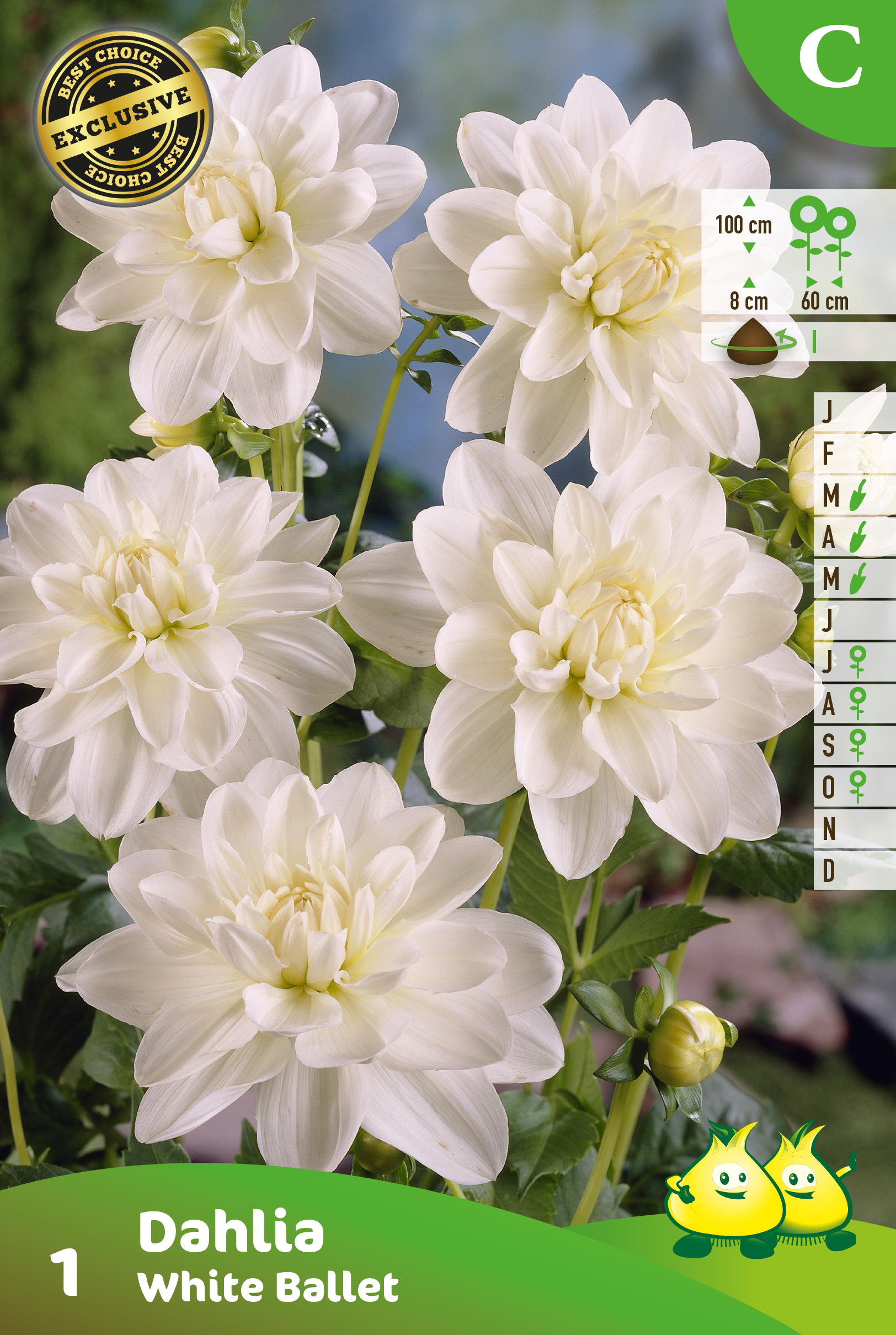 ZAKJES DECORATIEVE DAHLIA WHITE BALLET 