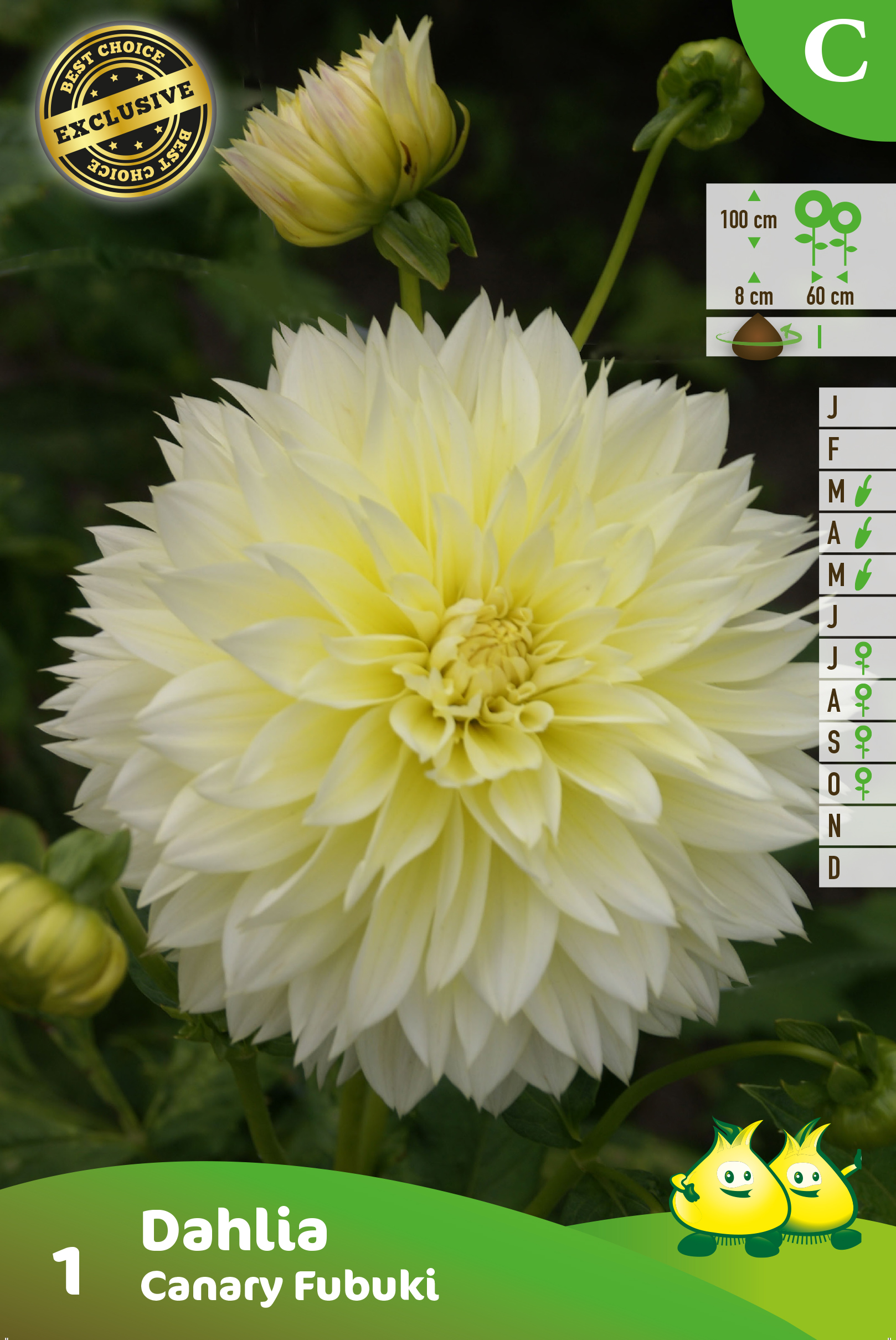 ZAKJES DECORATIEF DAHLIA CANARY FUBUKI 