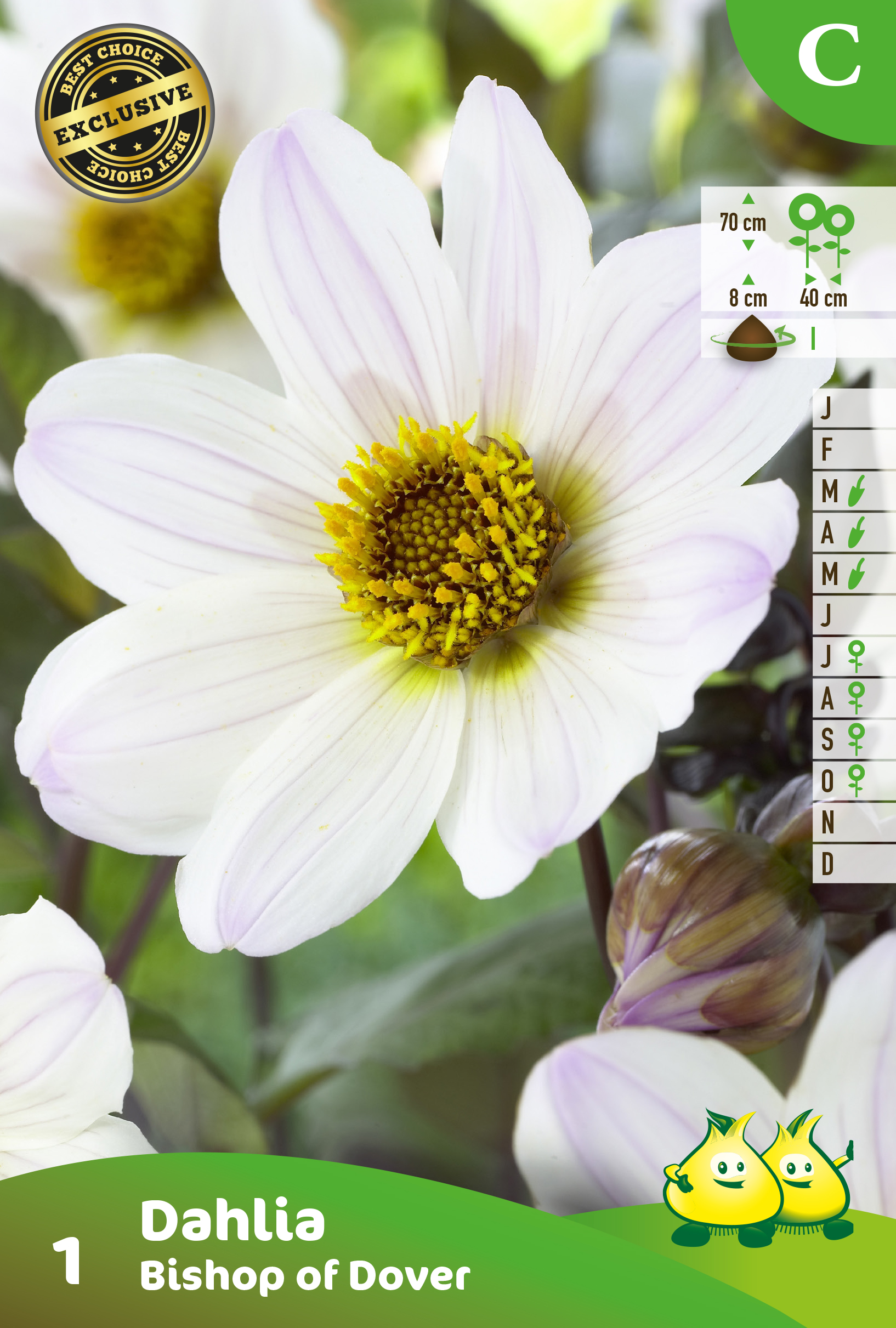 ZAKJES BRUINBLADERIG DAHLIA BISHOP OF DOVER