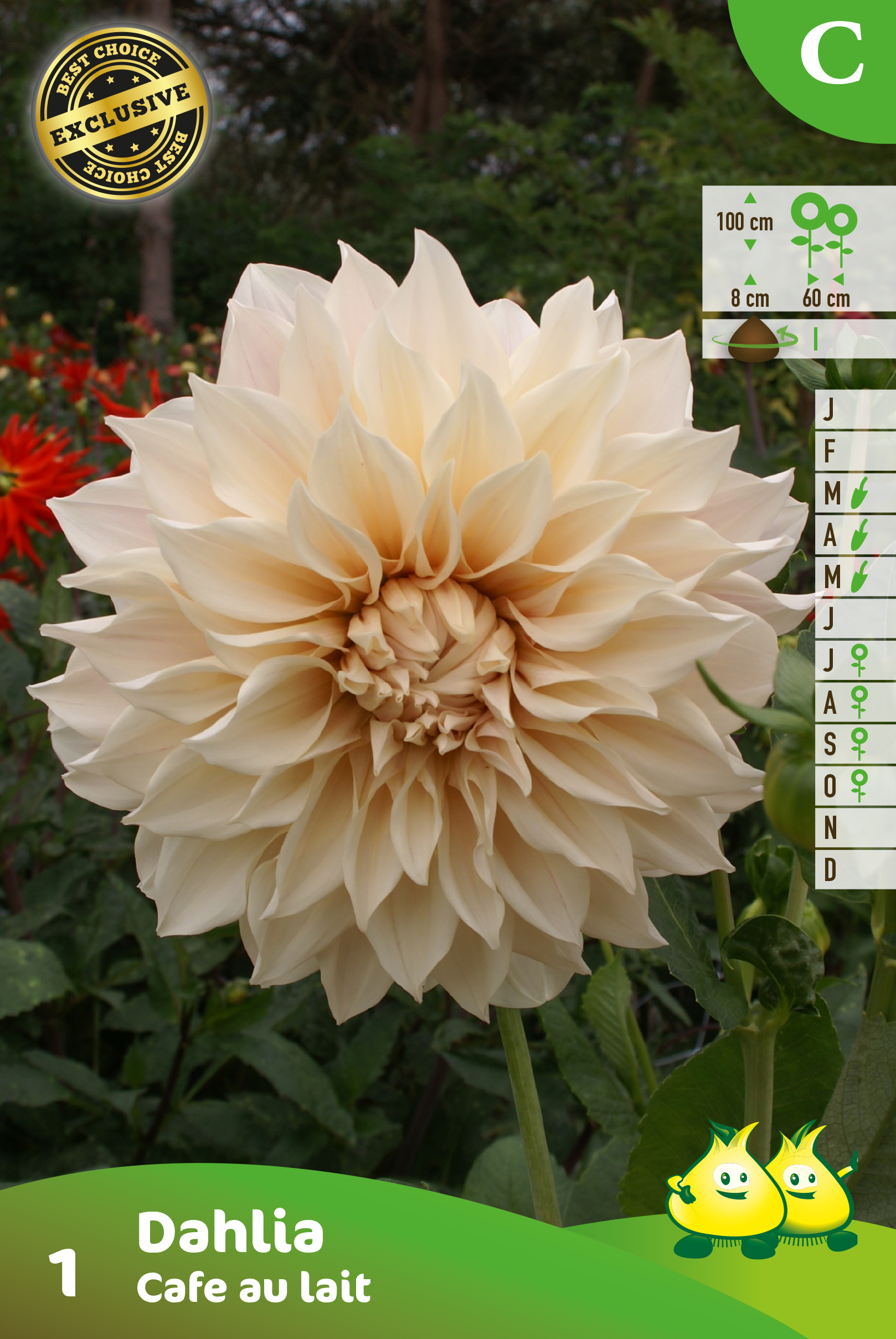 ZAKJES DECORATIEF DAHLIA XXL CAFE AU LAIT
