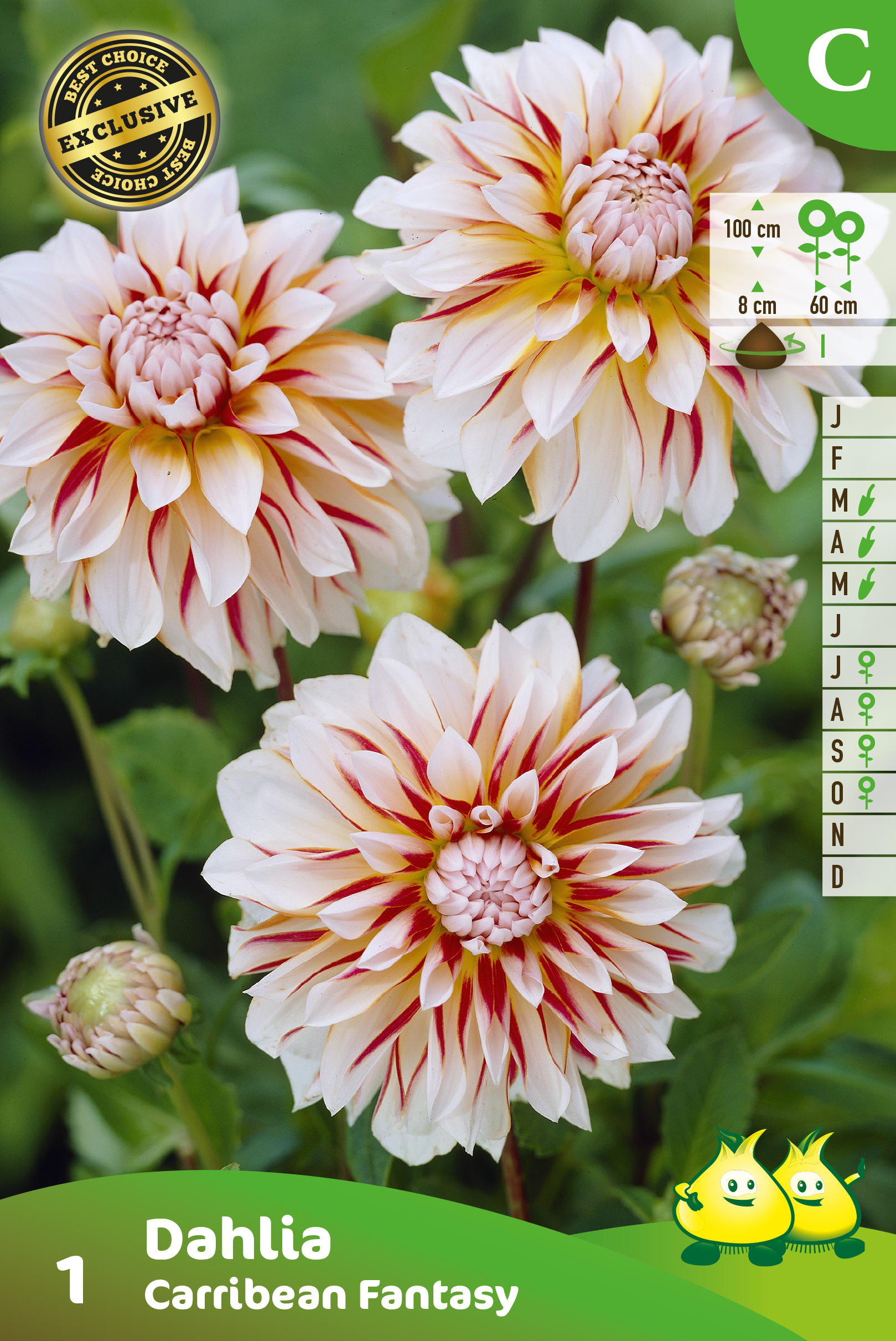 ZAKJES DECORATIEF DAHLIA CARIBEAN FANTASY